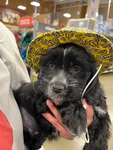 Got 99 Problems But Tux Ain’t One