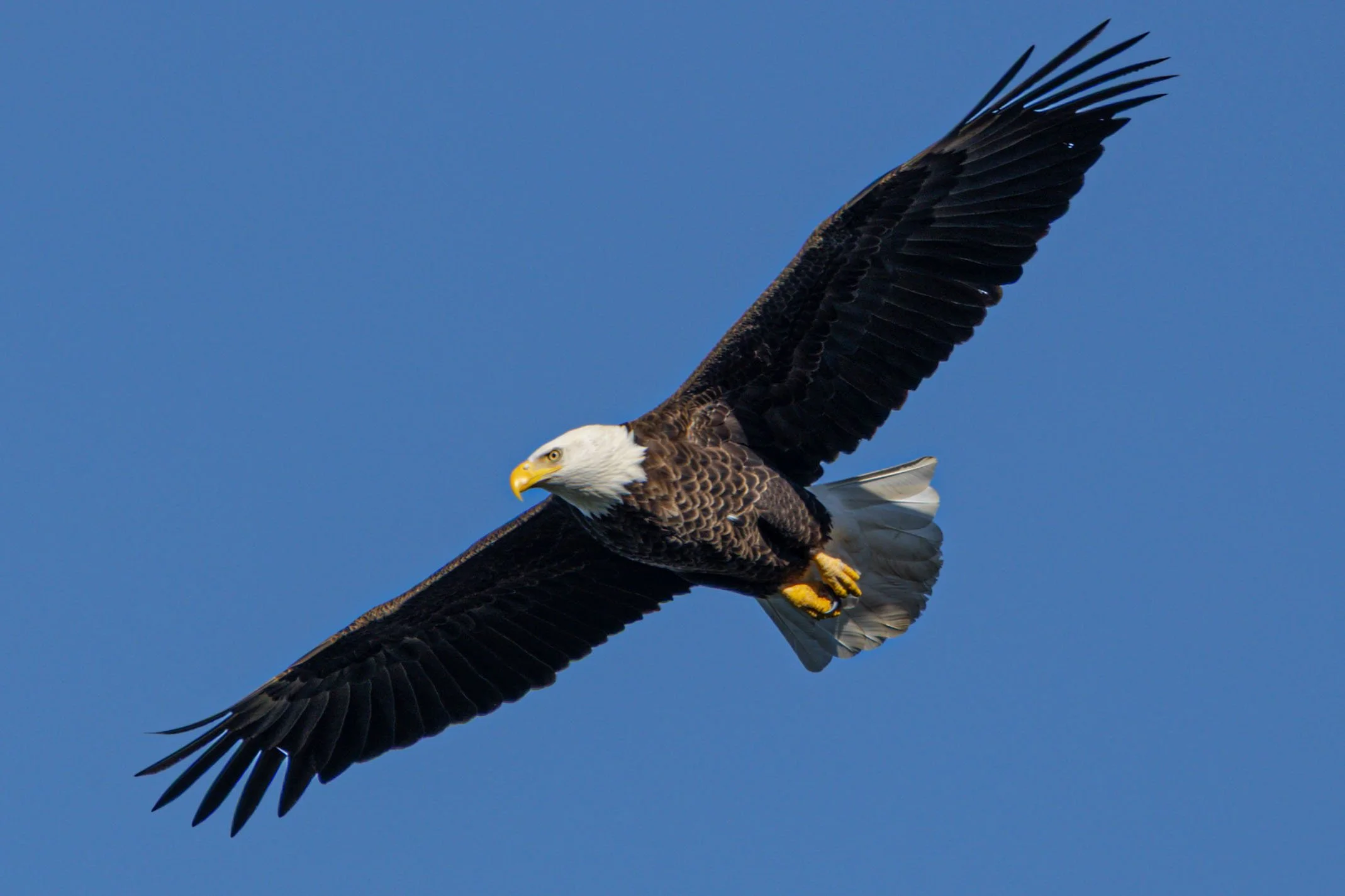 Our neighborhood Bald Eagle, this is Greta. Lake of the Ozarks, Missouri.