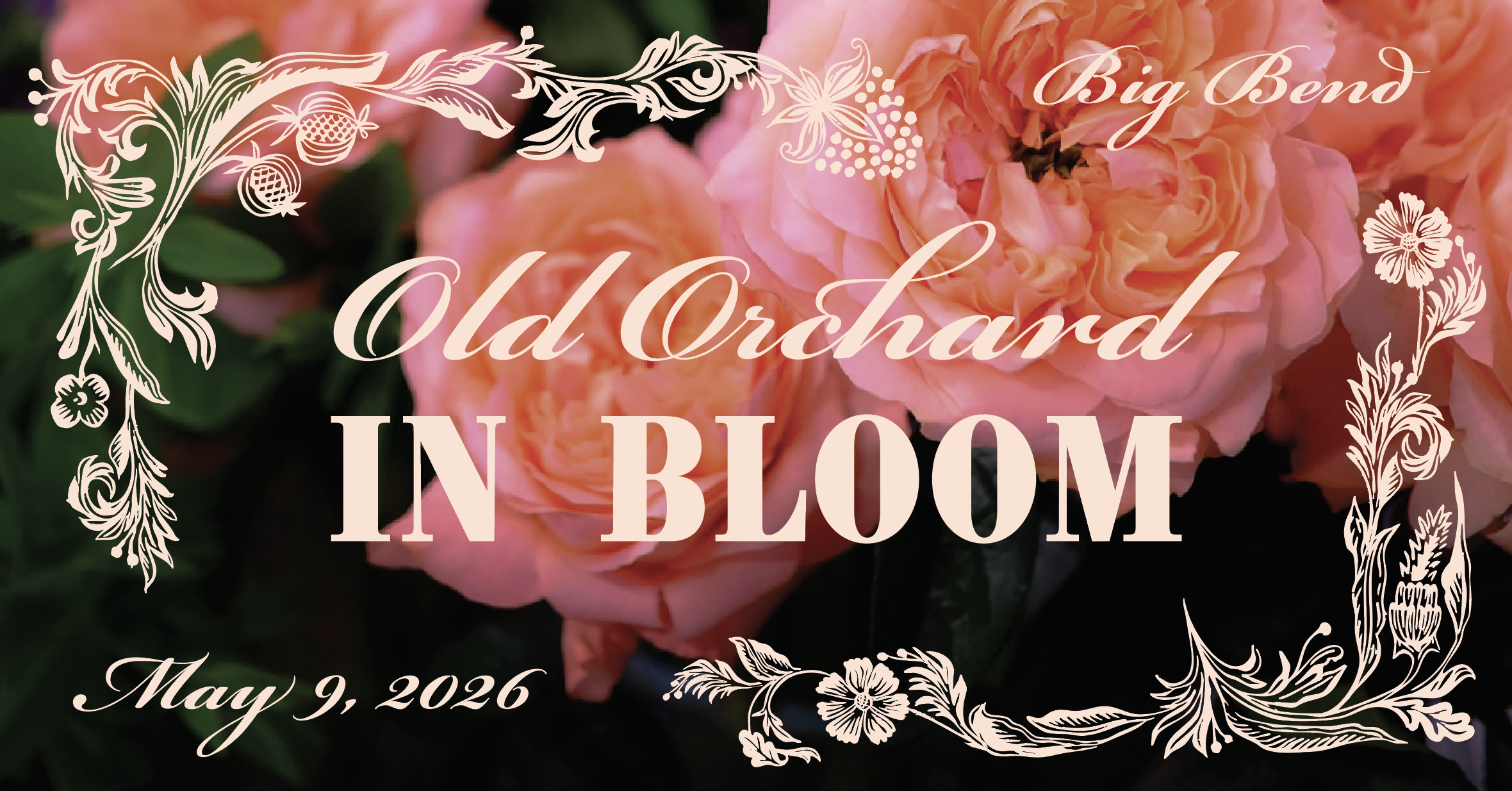 Old Orchard In Bloom