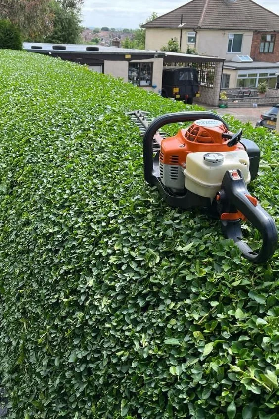 A hedge trimmer placed on top of a thick, neatly trimmed green hedge in a suburban neighborhood.