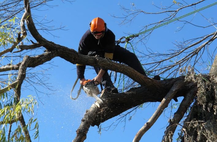 Tree climber wearing an orange helmet and black clothing cutting a tree branch with a saw against a blue sky.