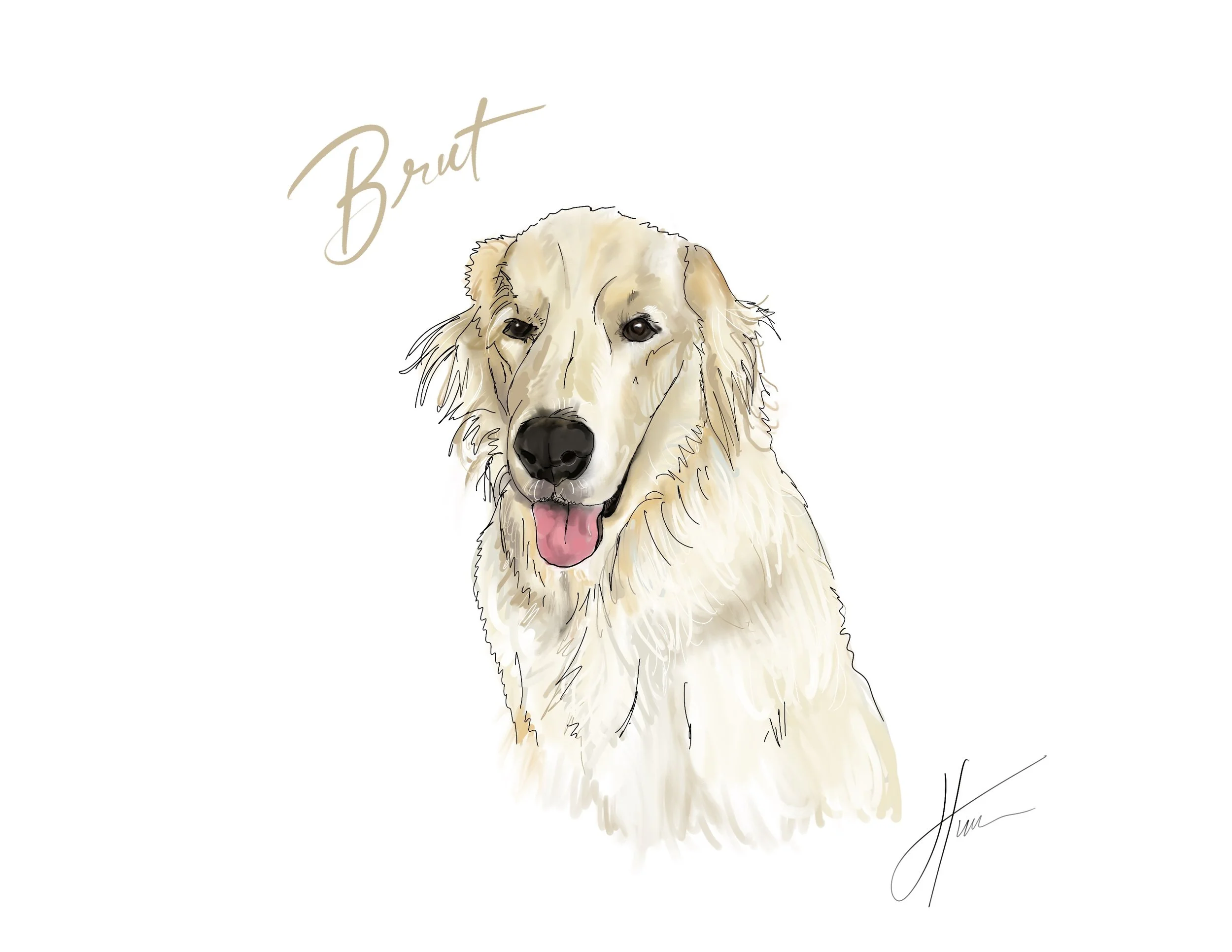 Pet portraits