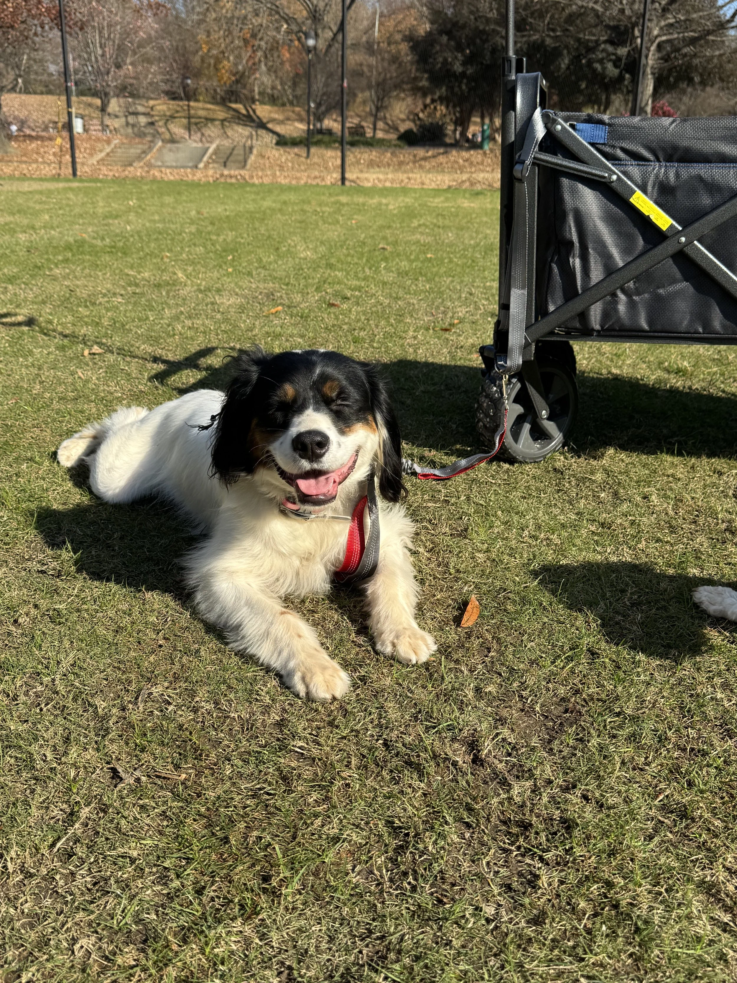 How to Train Your Dog — The Real Truth