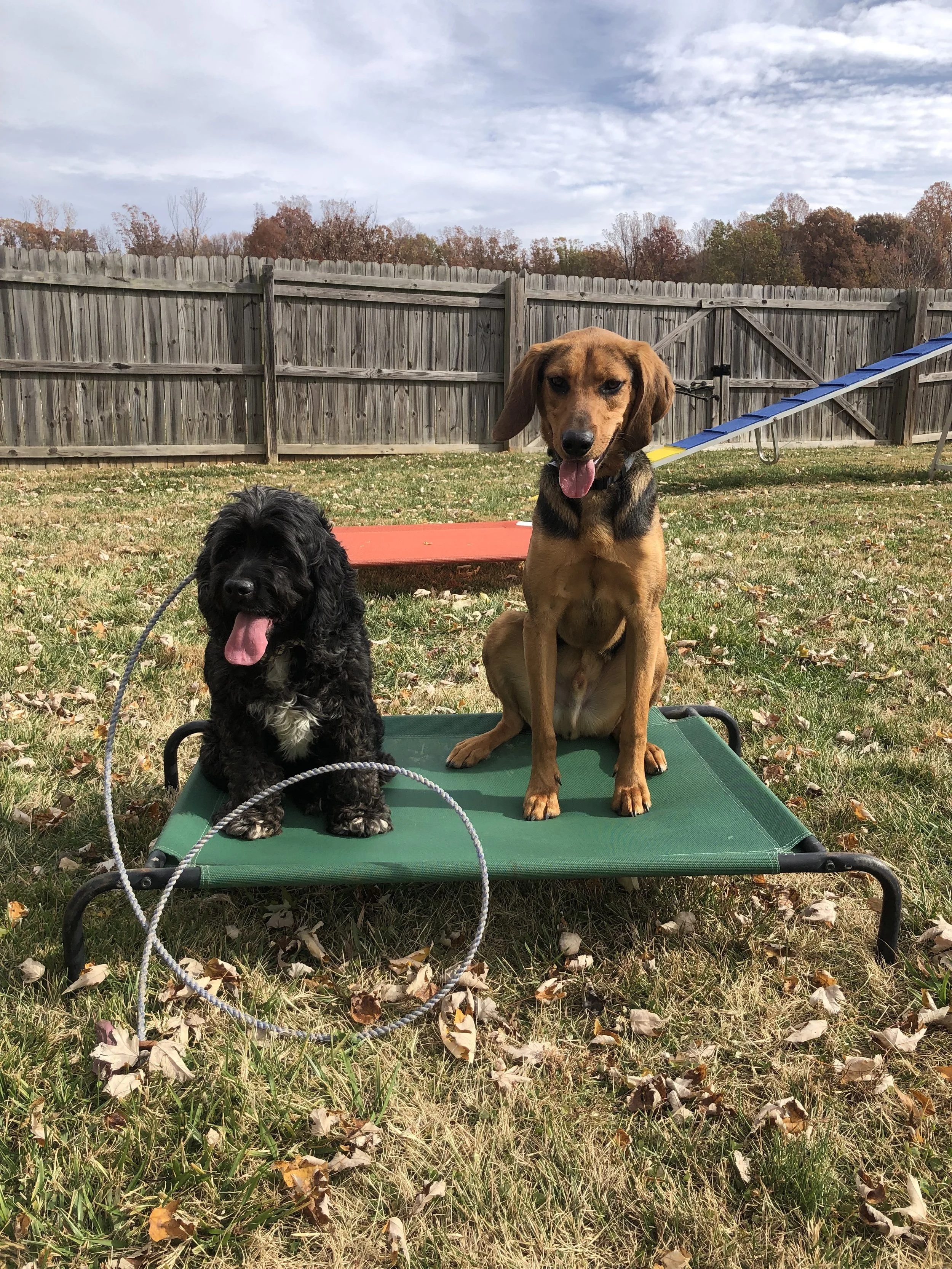 Why Your Dog Has Too Much Energy (Even After a Walk)