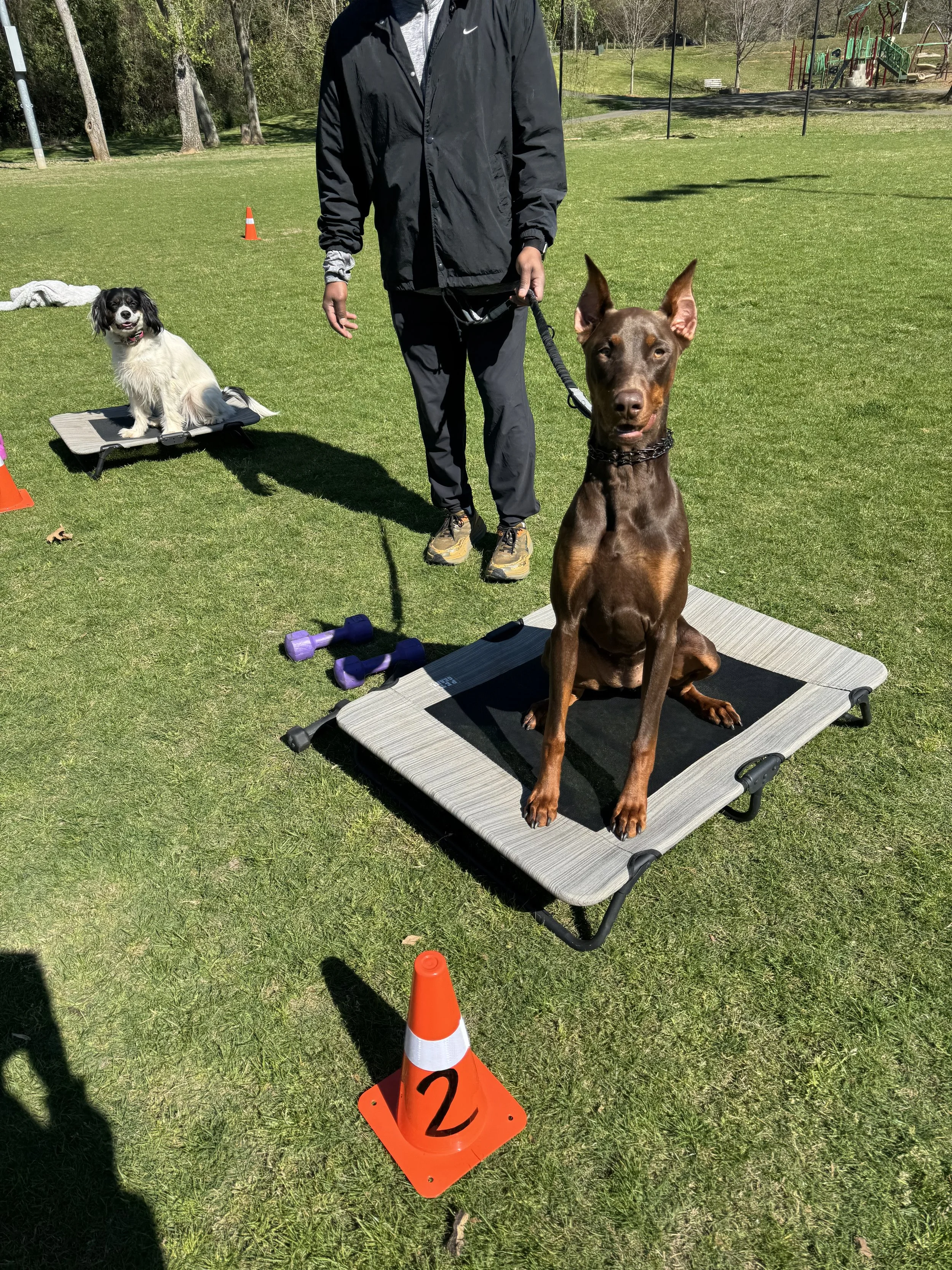 To Dog Park or Not to Dog Park? The Truth Most Owners Don’t Hear