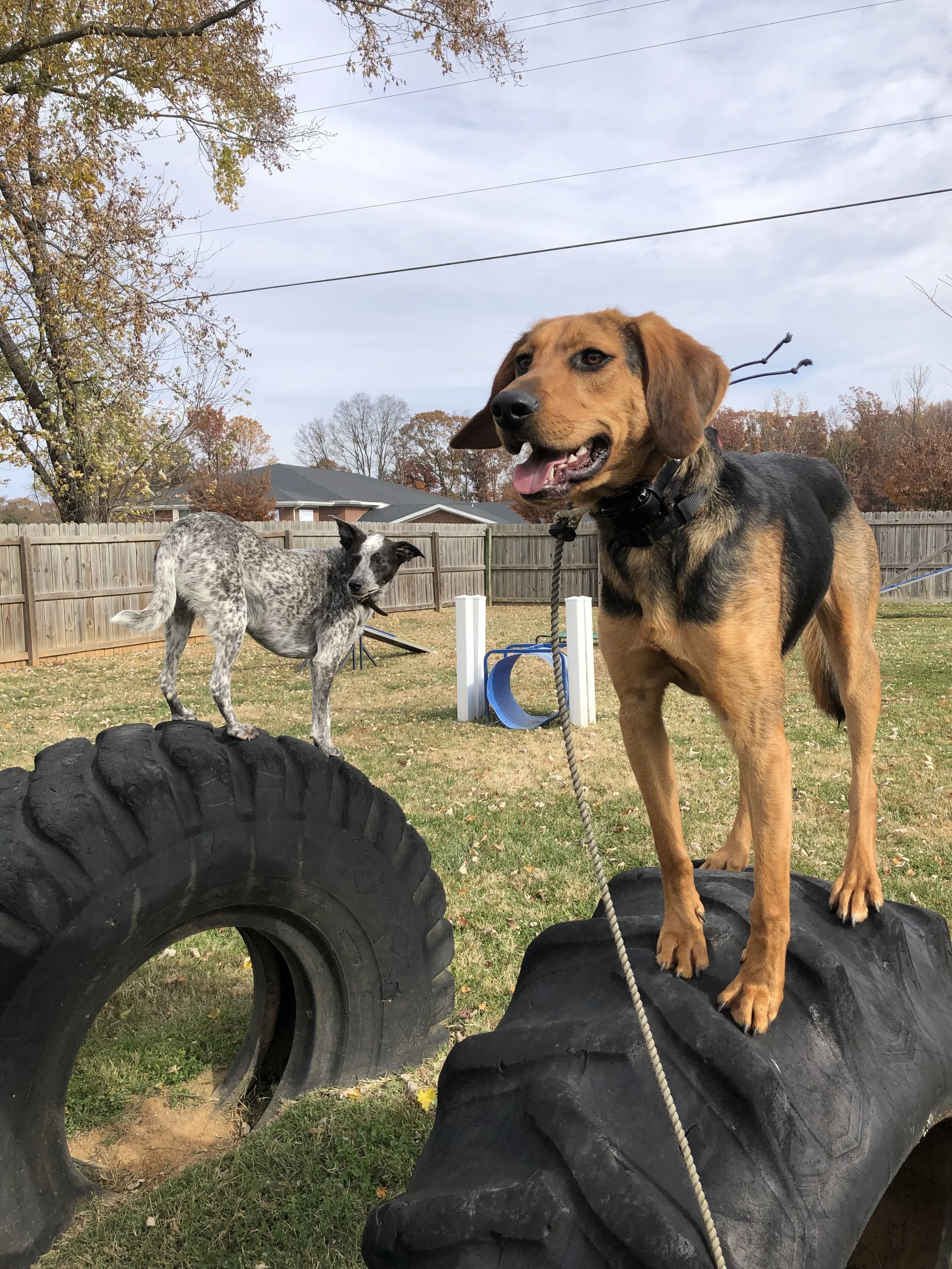 The Art of Doing Nothing: How to Teach Your Dog to Relax