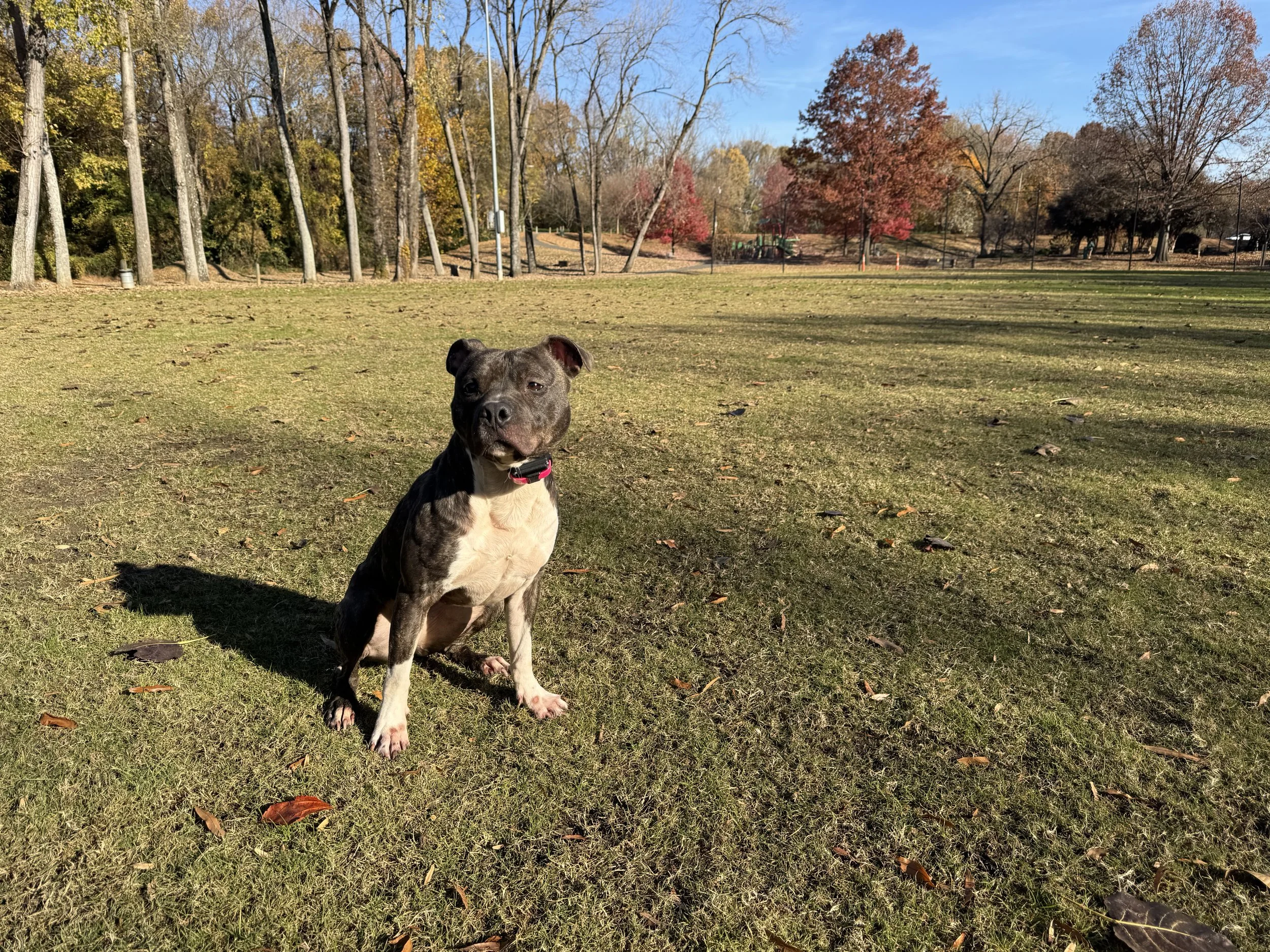 Why Is My Dog Reactive? (And What It Actually Means)