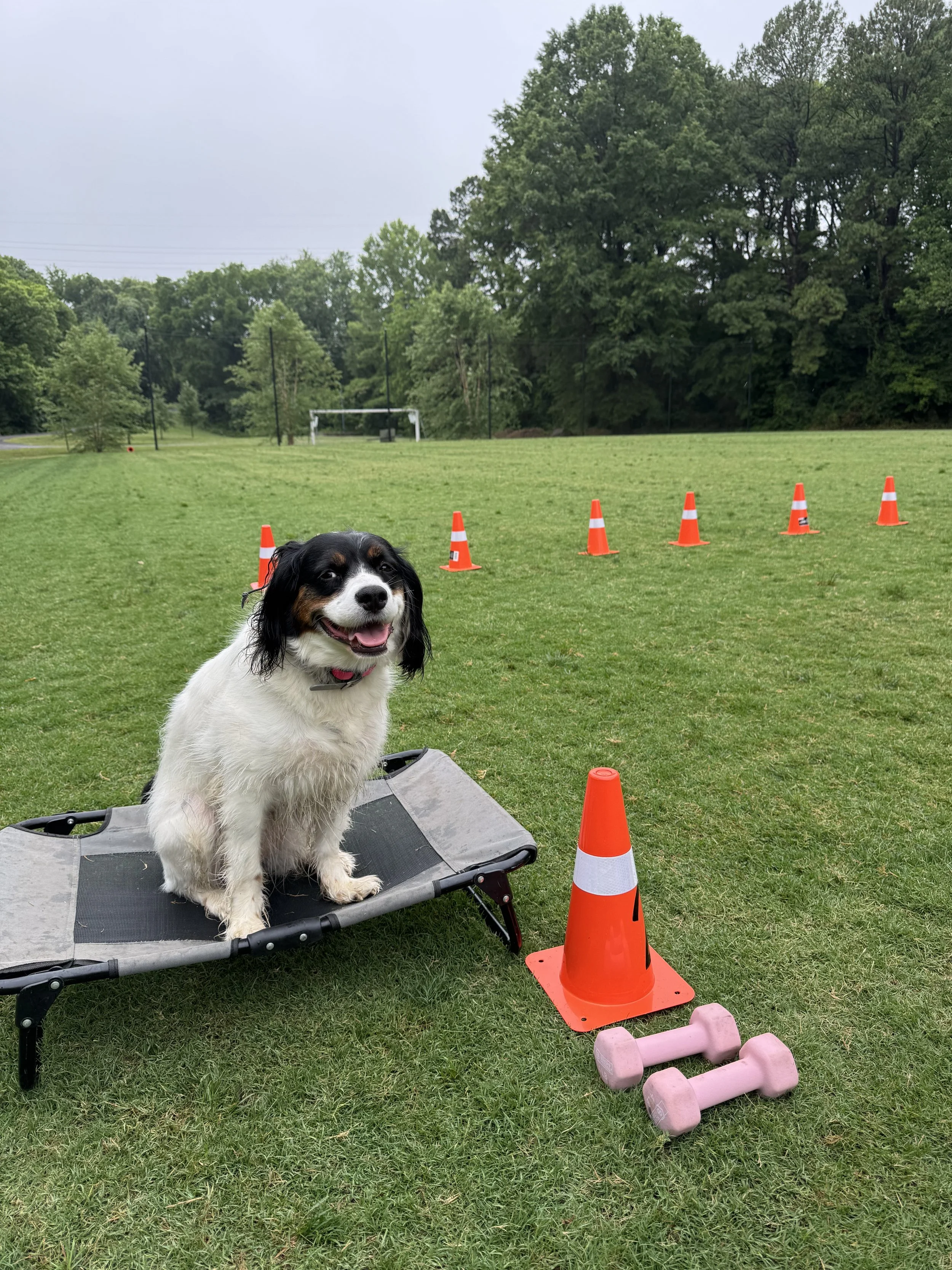 Controlled Freedom: Building Fulfillment, Safety, and Trust With Your Dog