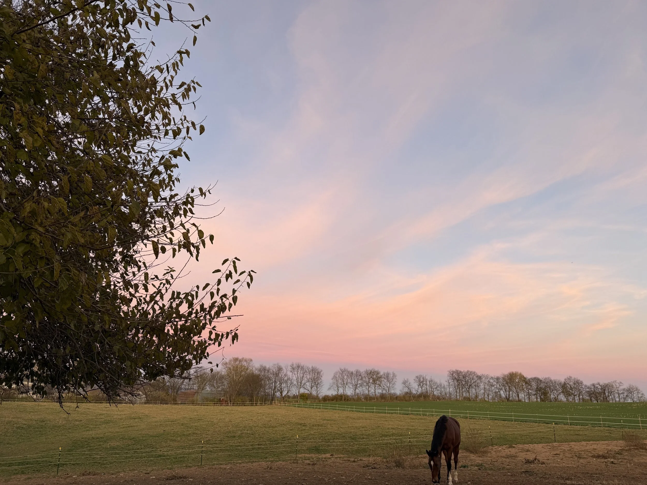 A peaceful countryside scene during dusk with a horse grazing near a wooden fence, a large leafy tree to the left, and a row of distant trees lining the horizon under a pastel-colored sky.
