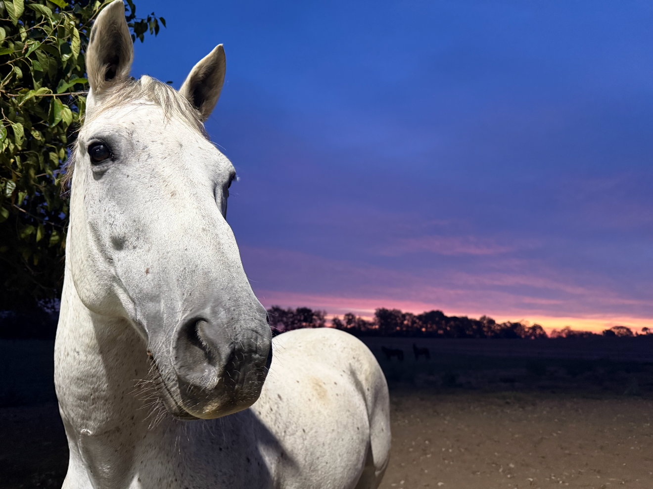 Close-up of a white horse with a dark eye, standing outdoors during sunset, with a purple and pink sky and silhouette of trees and other horses in the background.