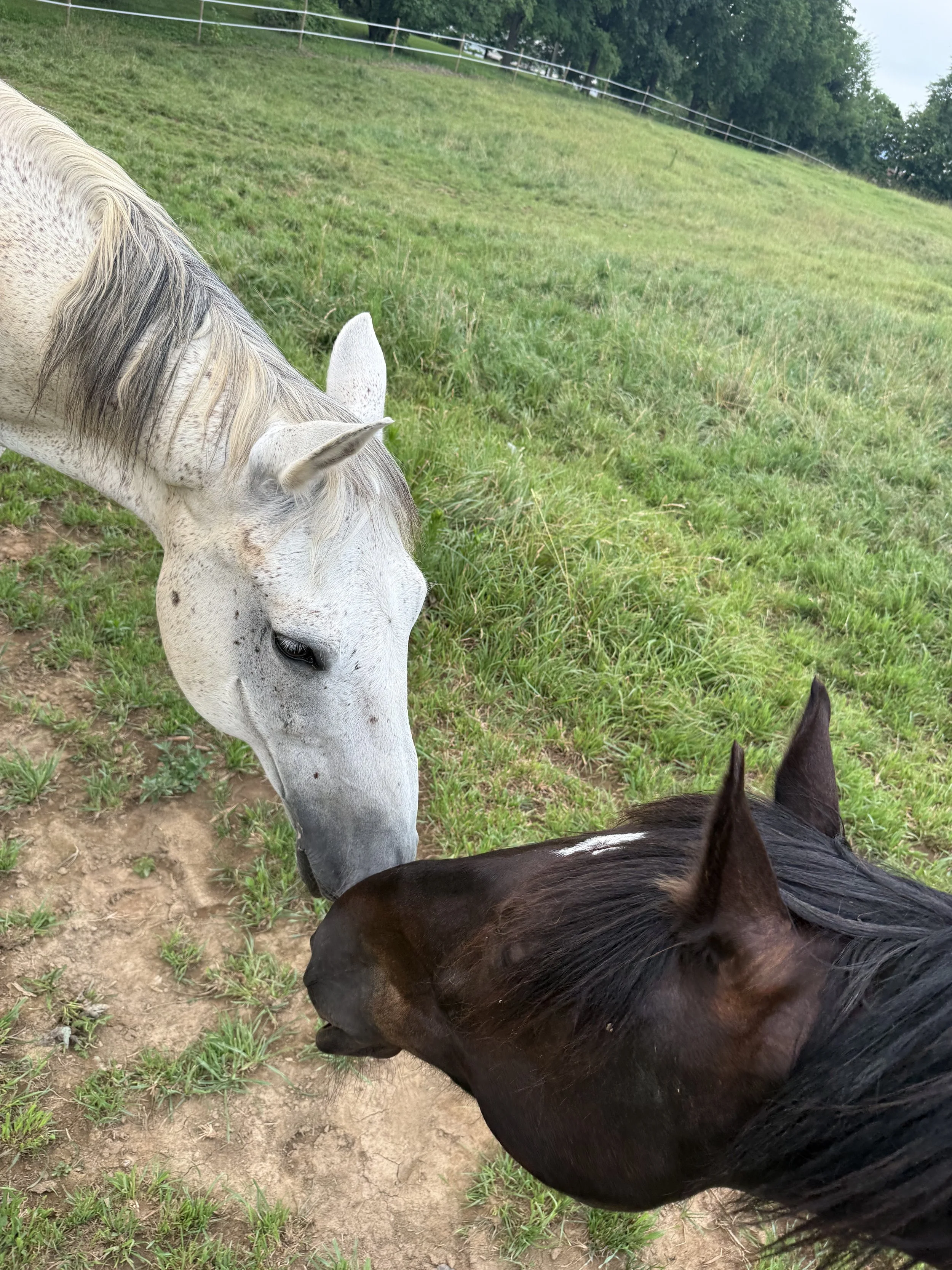 What Horses Teach Us About Trust