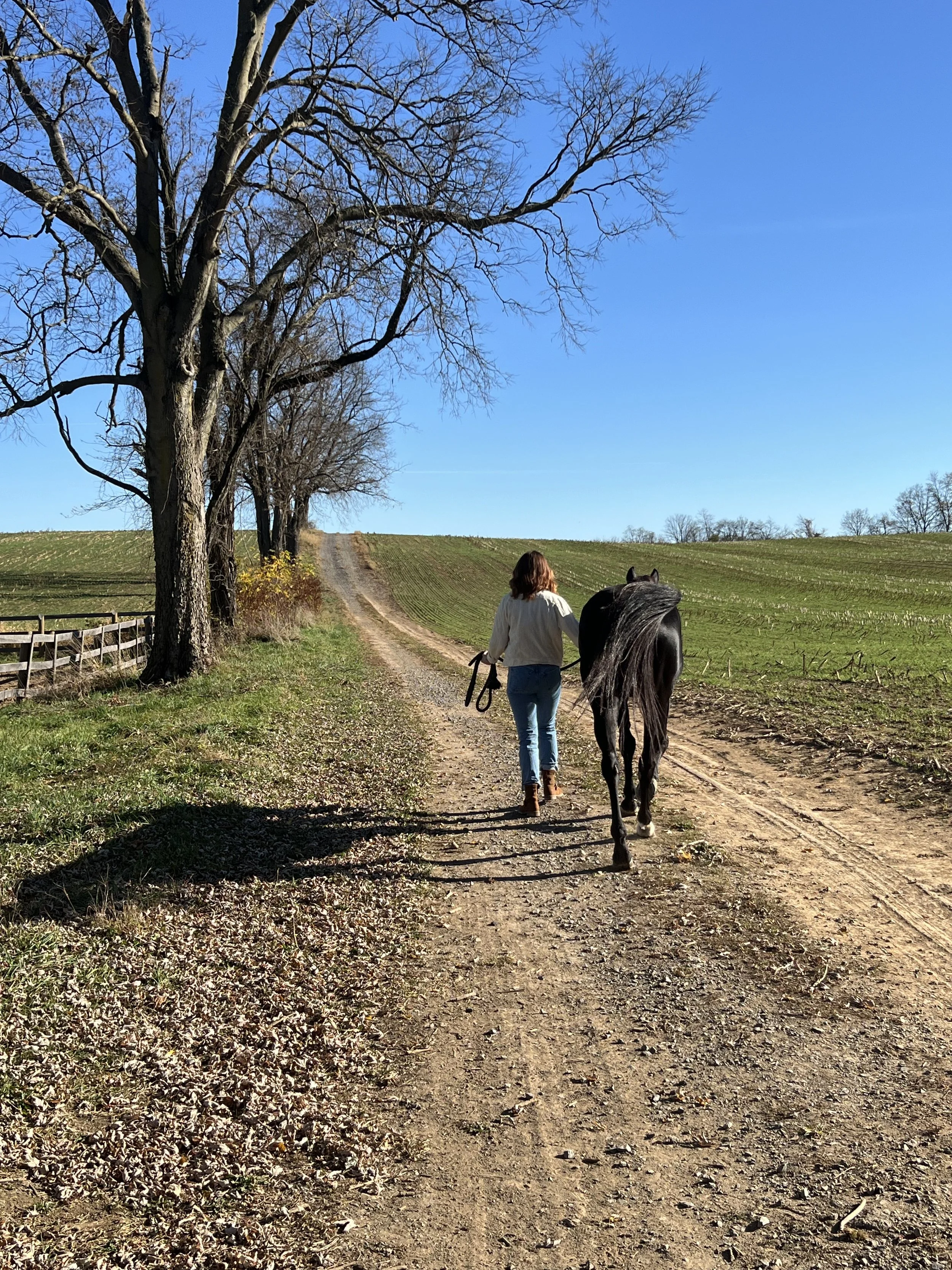 The Power of Boundaries: What One Horse Taught Us