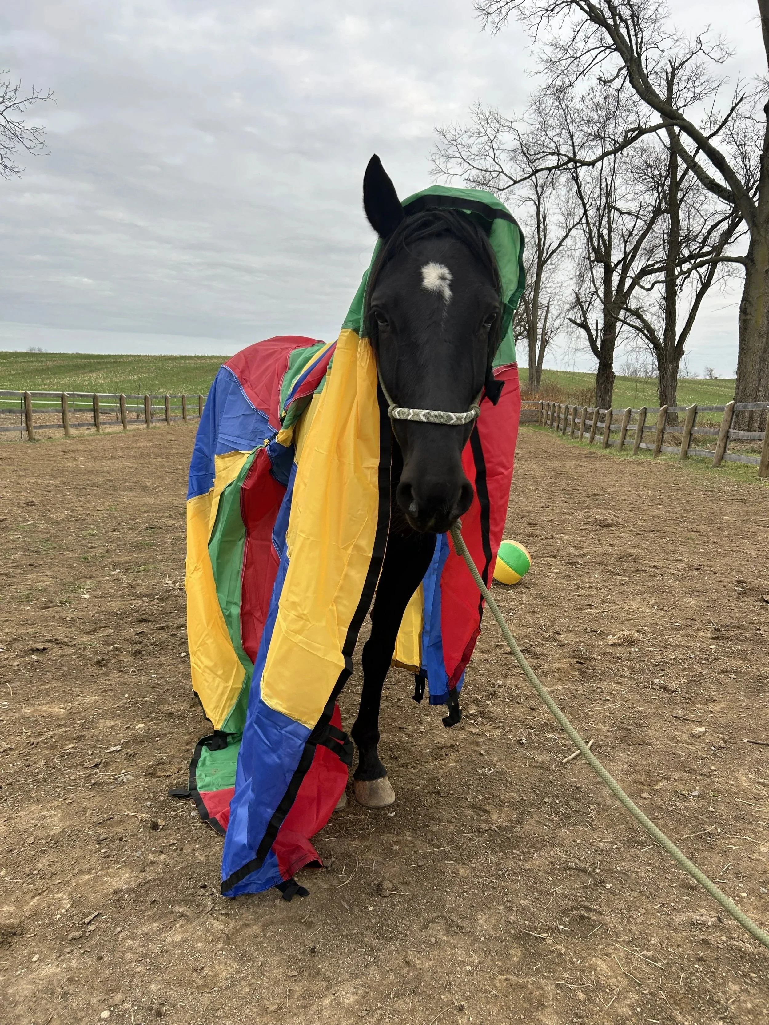 Youth &amp; Adolescent Equine-Facilitated Learning (EFL) Group