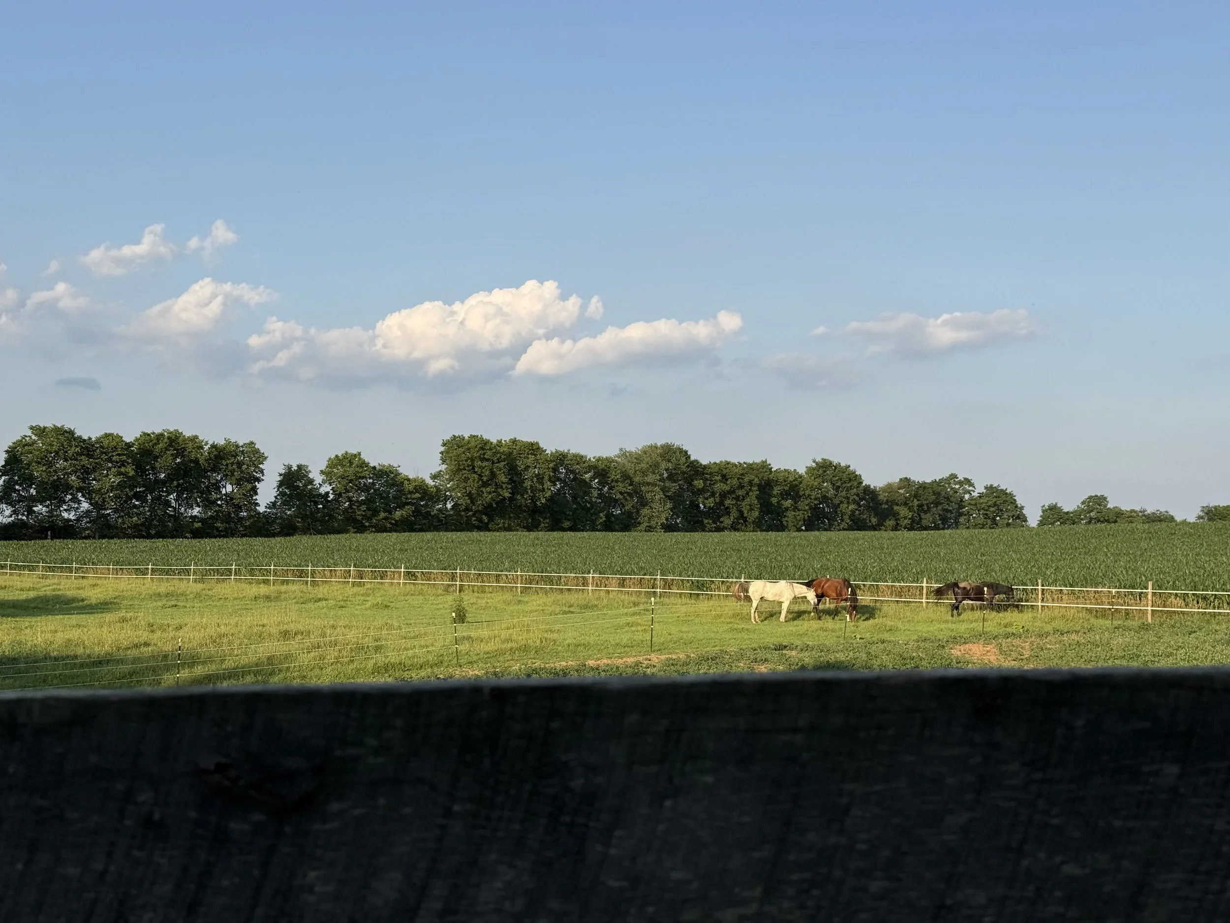 Why We Notice the Horse That Didn’t Choose Us