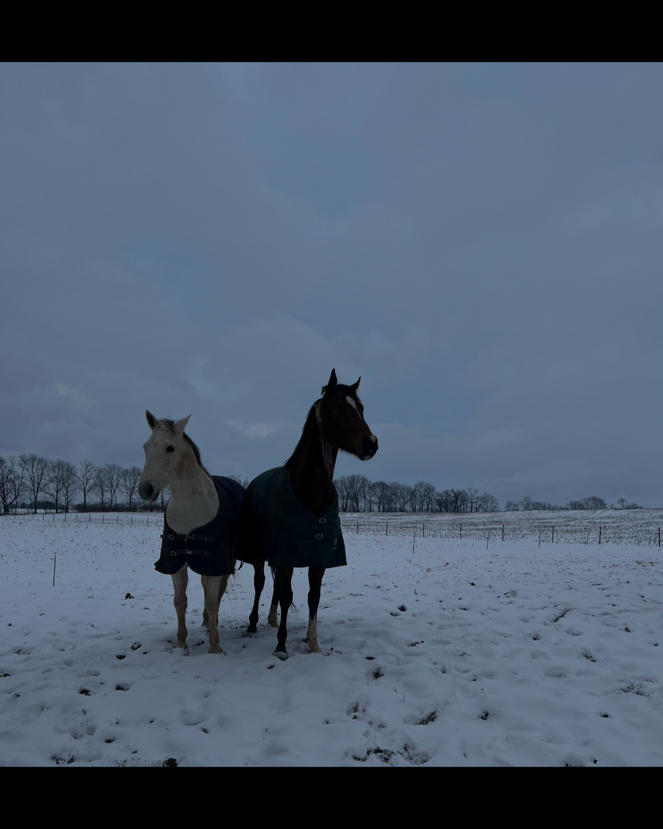 Two horses standing in a snowy field under cloudy sky, one white and one dark, both wearing blankets.