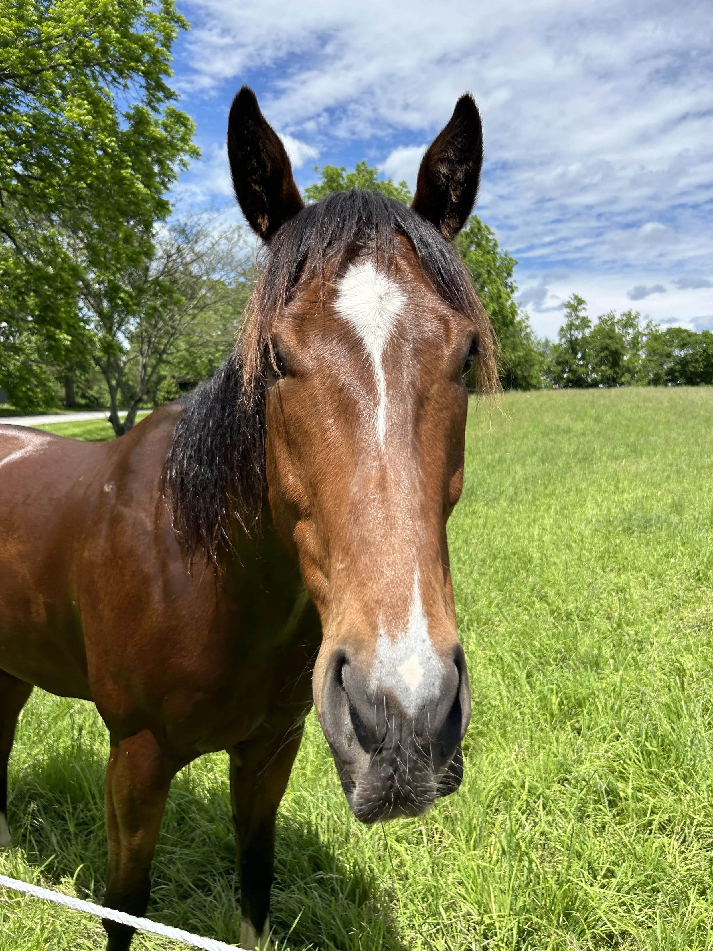 Close-up of a brown horse with a white star-shaped marking on its forehead, standing on green grass with trees and a blue sky in the background.