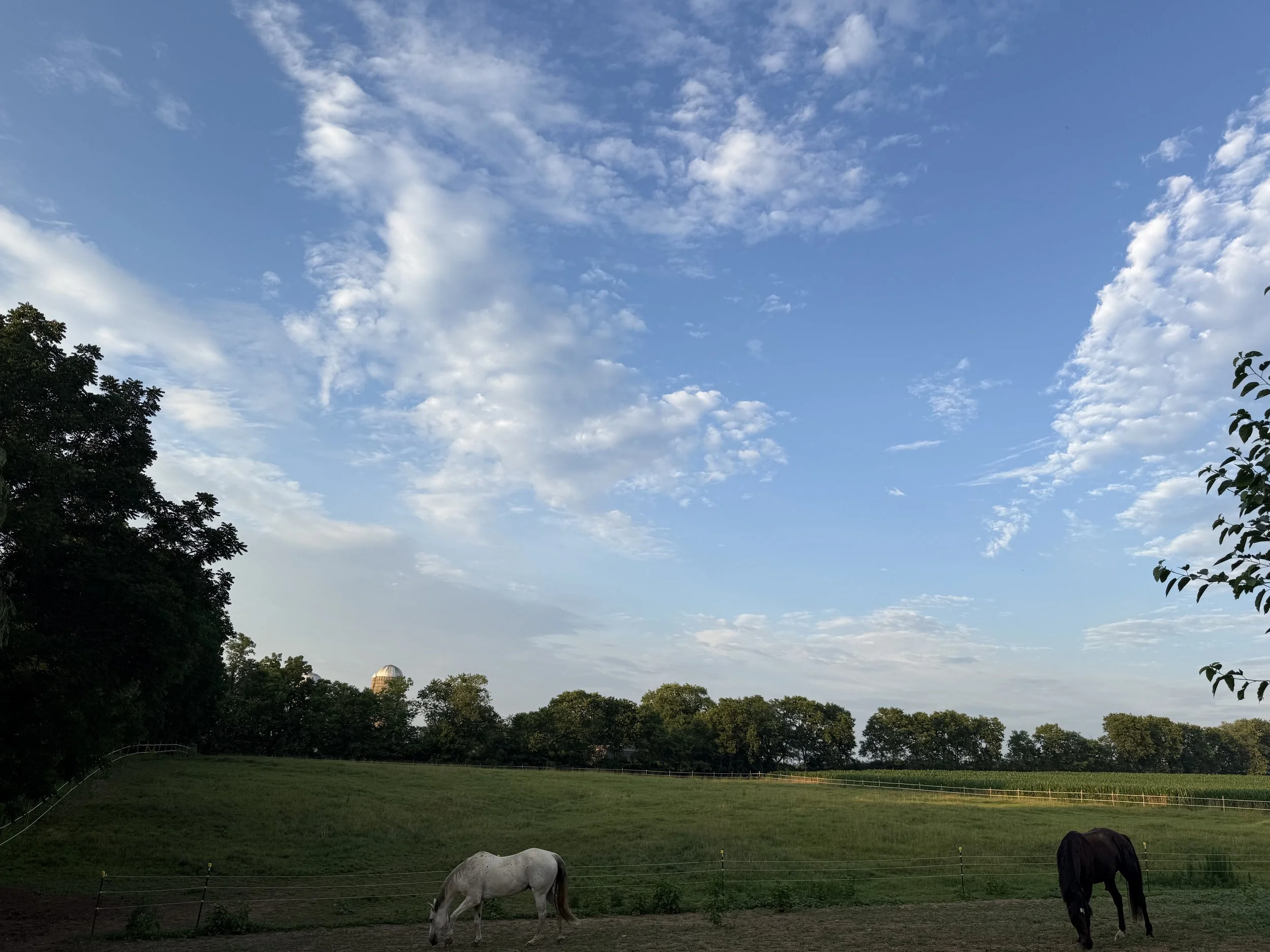 A grassy field with three horses grazing, surrounded by trees under a blue sky with scattered clouds, and a distant observatory dome visible on the horizon.