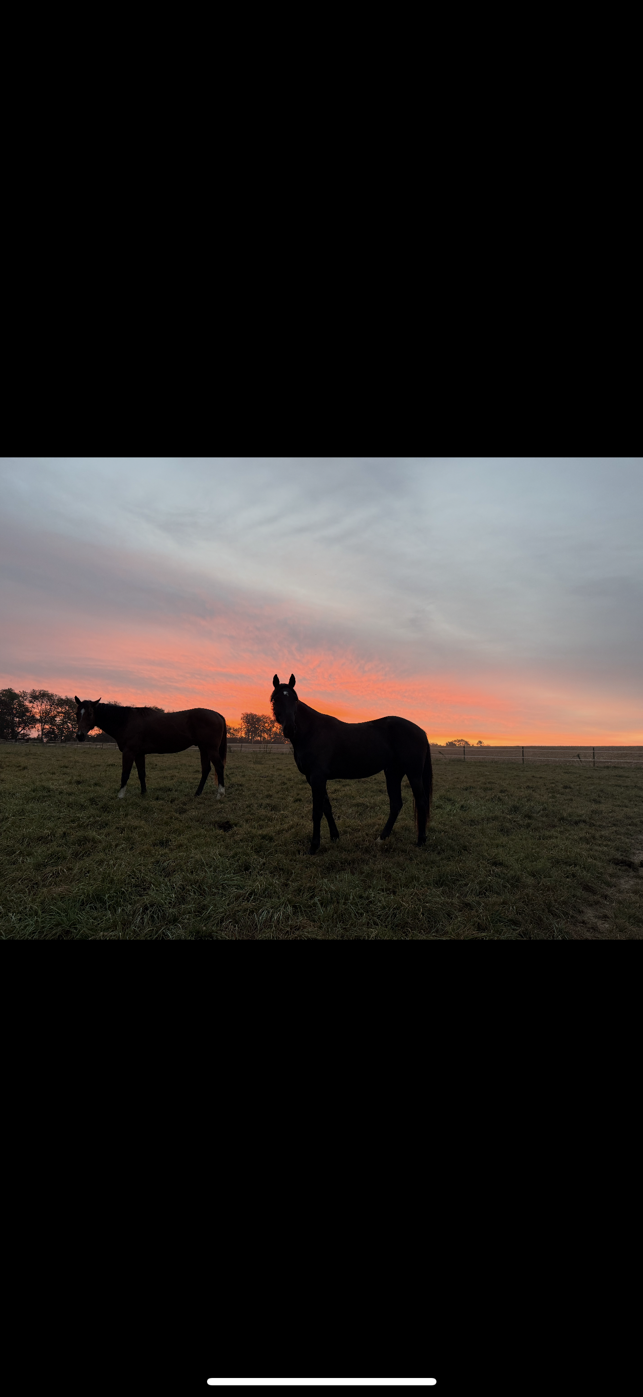 Two horses are standing on a grassy field during a sunset with a colorful sky in the background.