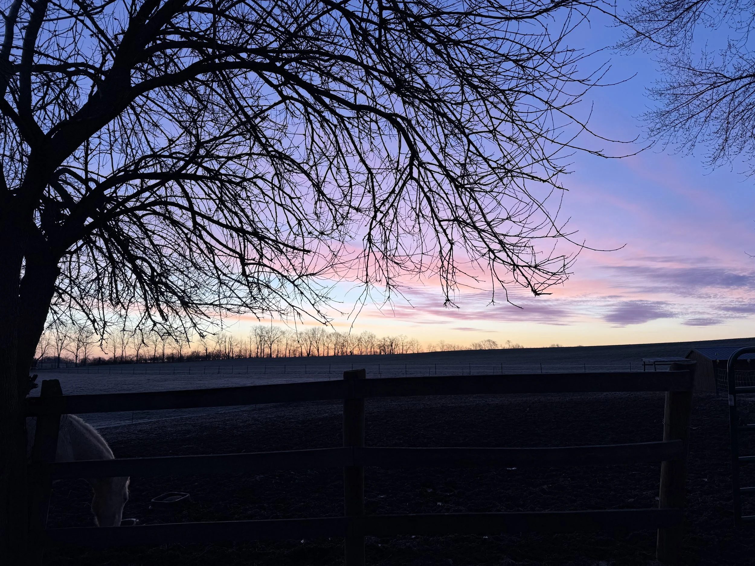 Bare tree with intricate branches against a colorful sunset sky with shades of pink, purple, and blue.