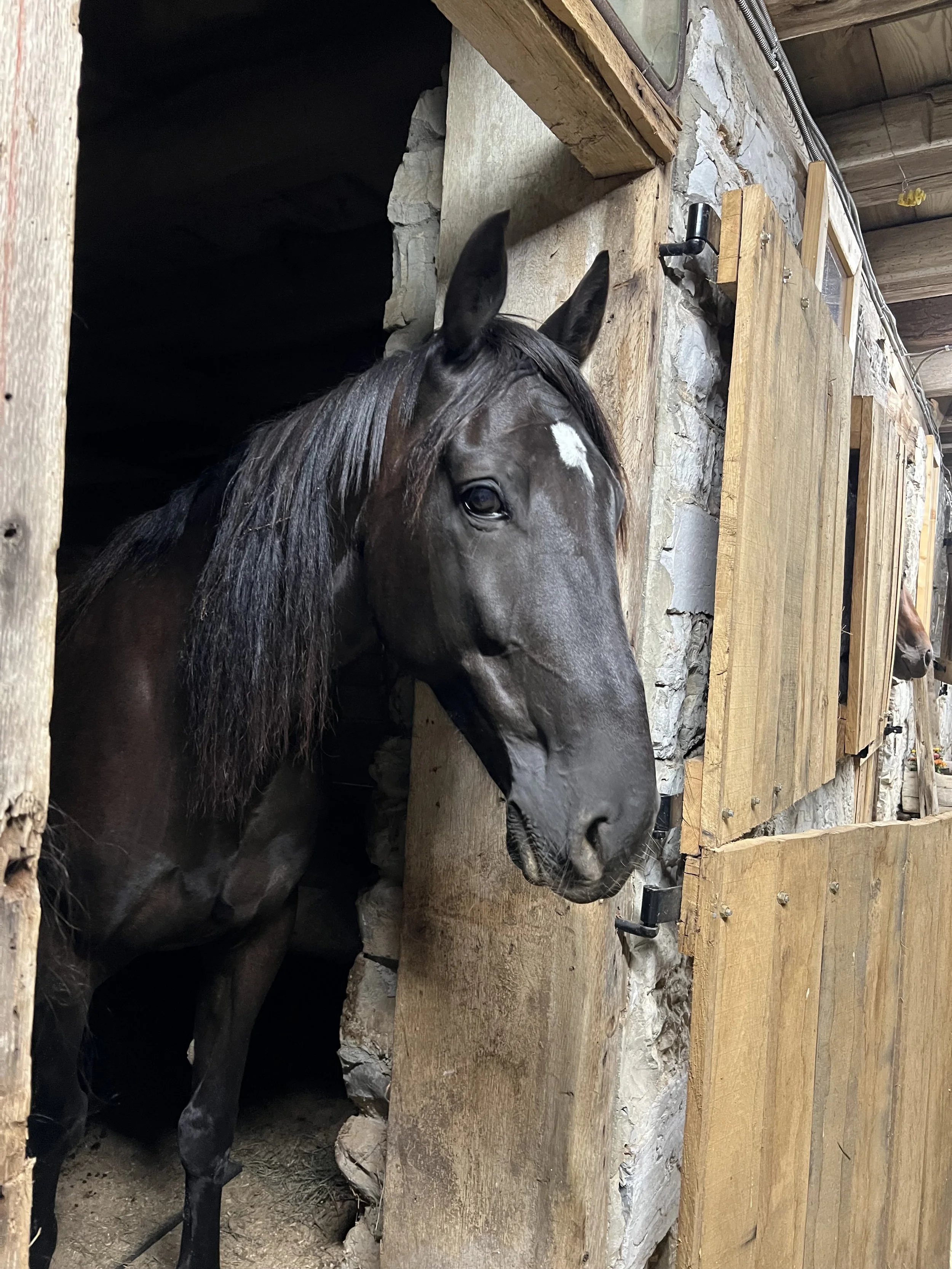 A black horse with a white star on its forehead peeking out of a stable with wooden doors.