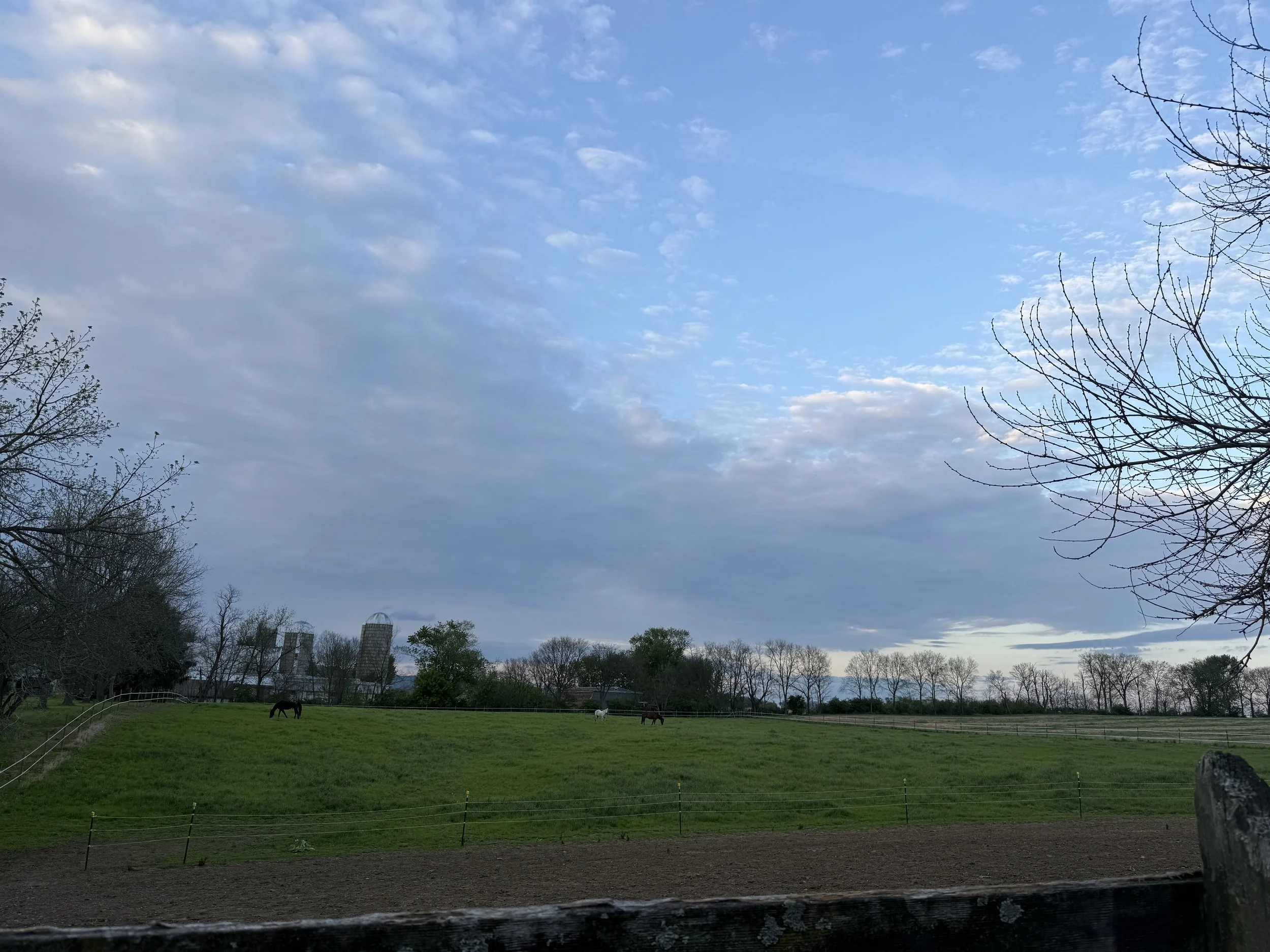 A rural landscape with a grassy field, several horses grazing, a line of trees in the background, and a partly cloudy sky overhead.