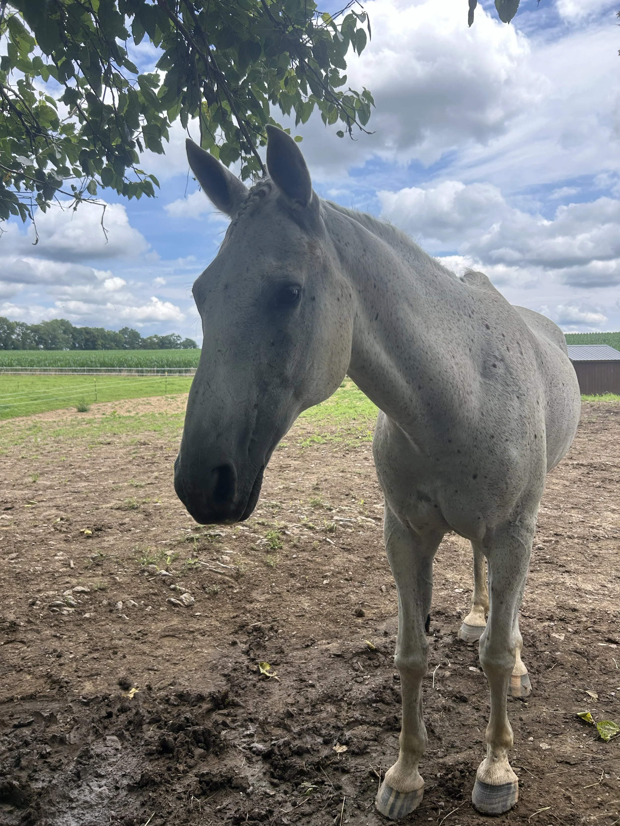 A gray horse with dark eyes standing under a tree on a farm, with fields and a barn in the background under a partly cloudy sky.