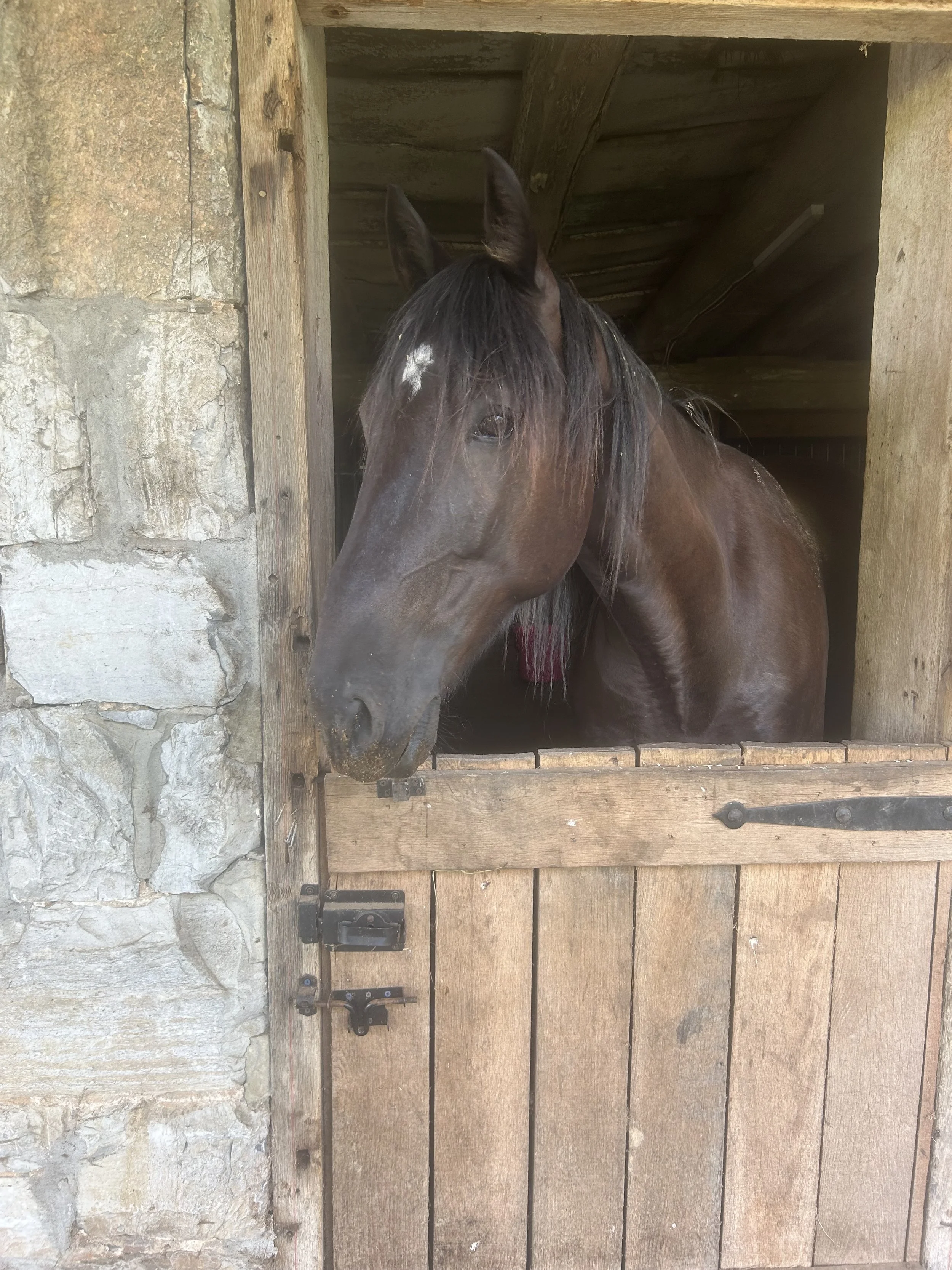 A brown horse with a dark mane peeking out from a wooden stable doorway, looking towards the camera.