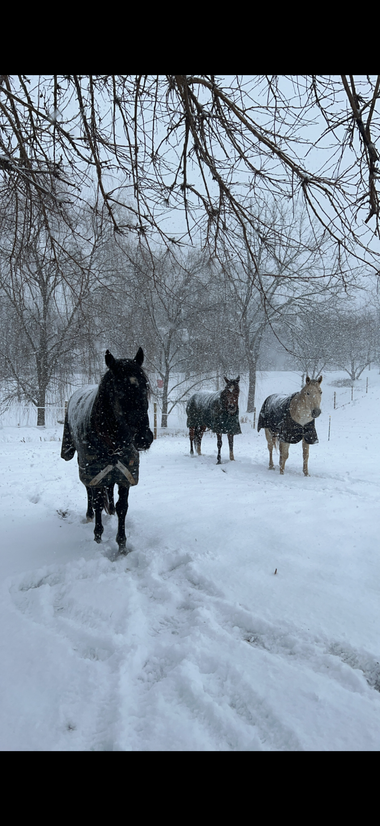 Three horses walking through a snow-covered field with leafless trees and falling snow.