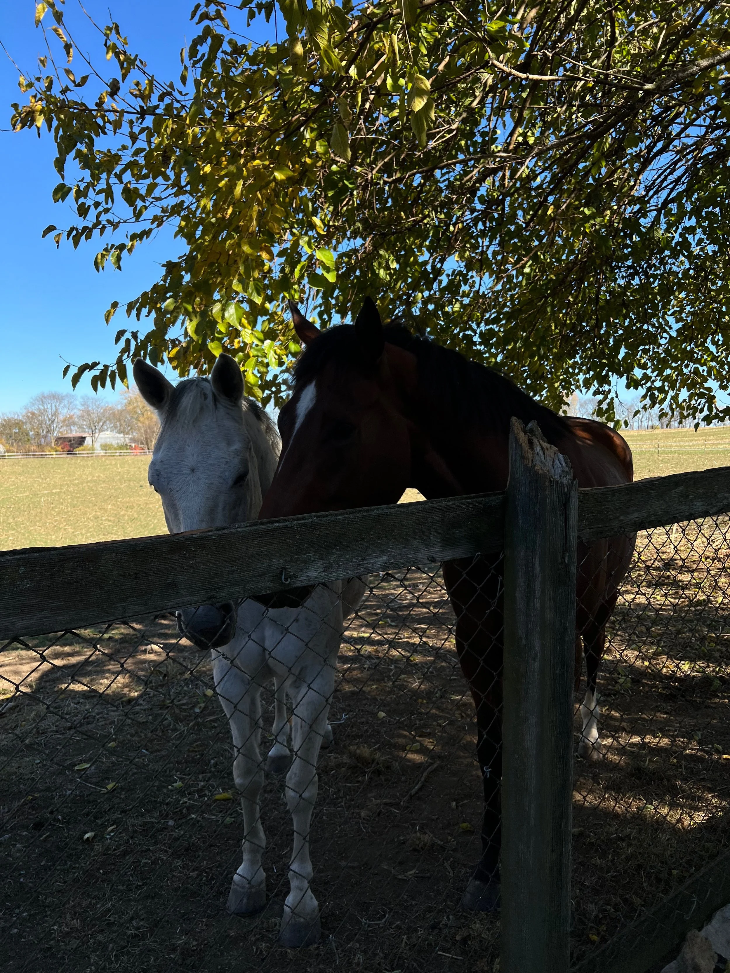 Two horses standing behind a wooden fence under a tree on a sunny day.