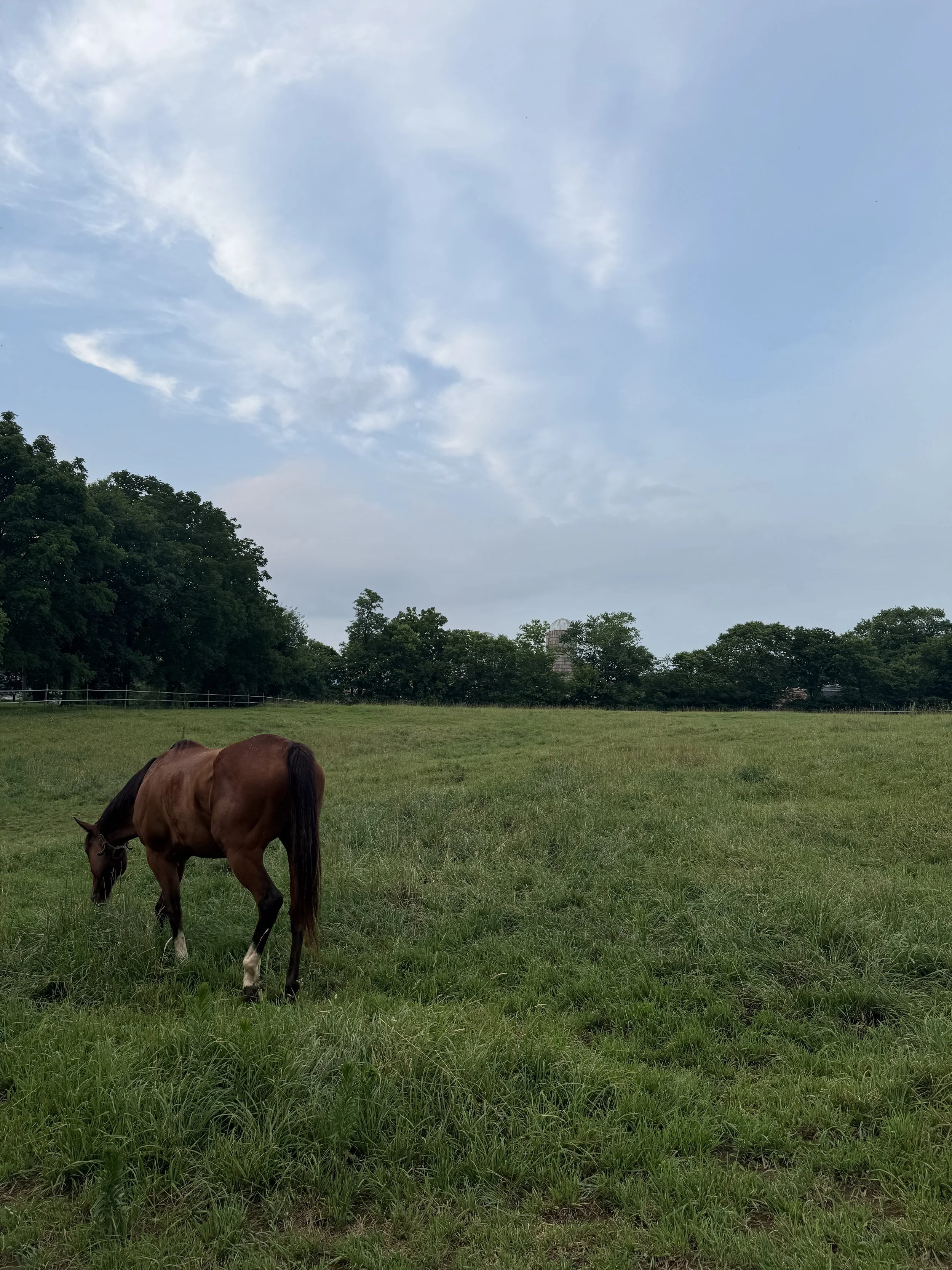 A brown horse grazing on green grass in a field with trees and a cloudy sky in the background.