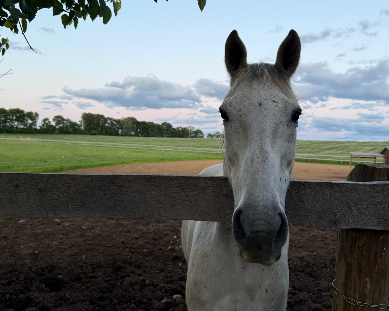 A white horse peering over a wooden fence on a farm with green fields and a cloudy sky in the background.