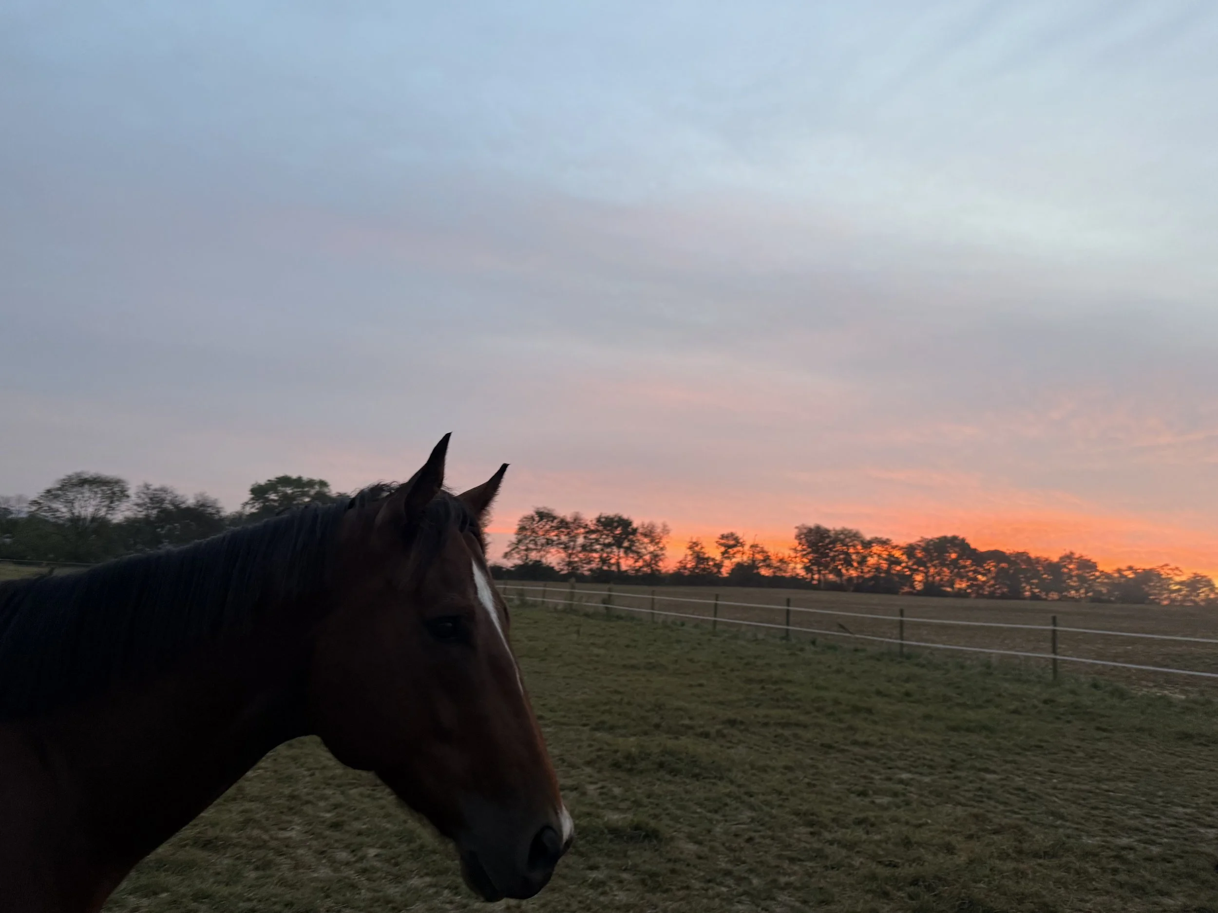 A horse with a dark mane and face standing on a grassy field, with a sunset sky in the background showing pastel colors and some clouds, and trees and a fence in the distance.