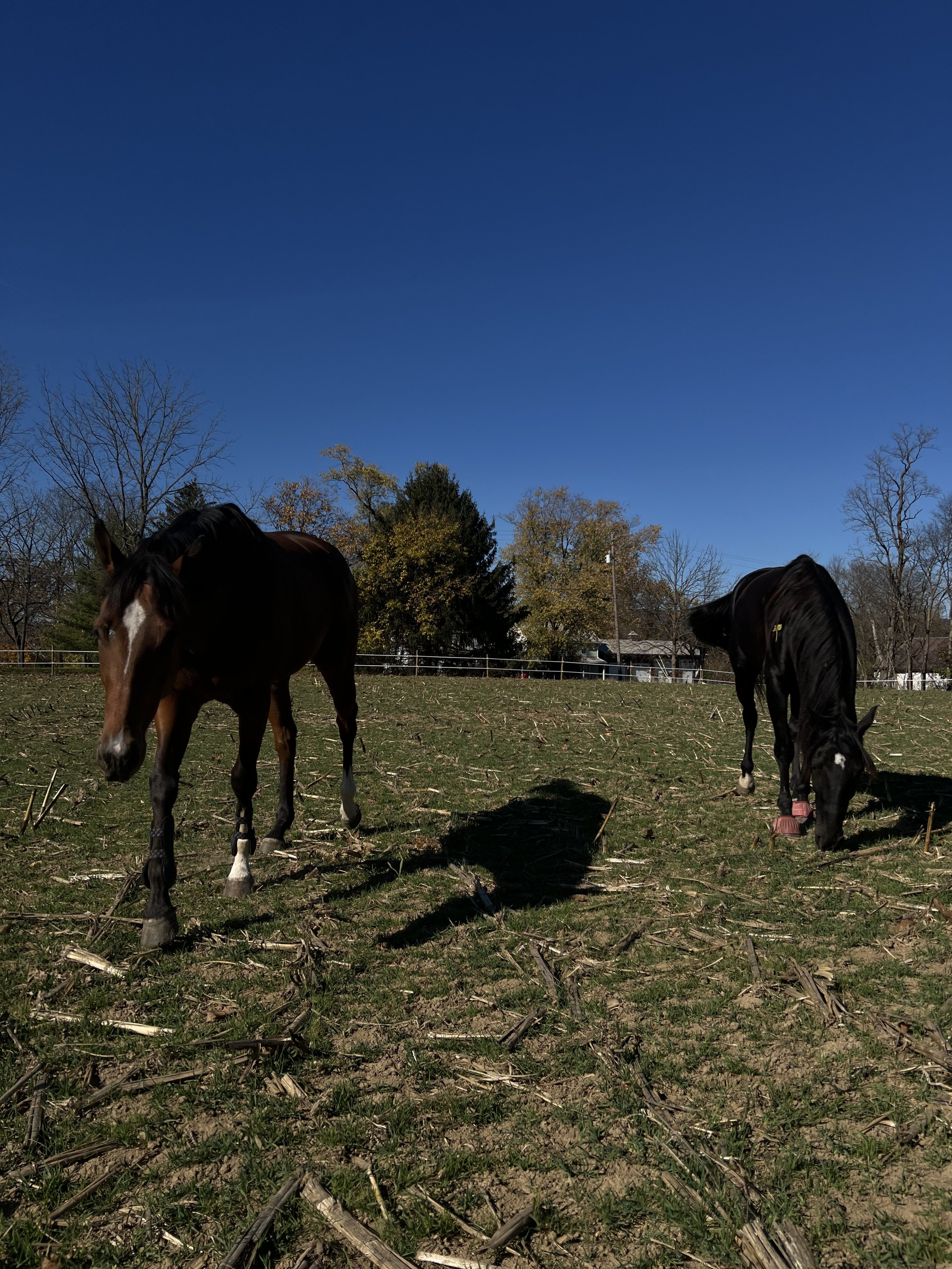 Two horses grazing in a wooded field on a sunny day with clear blue sky.