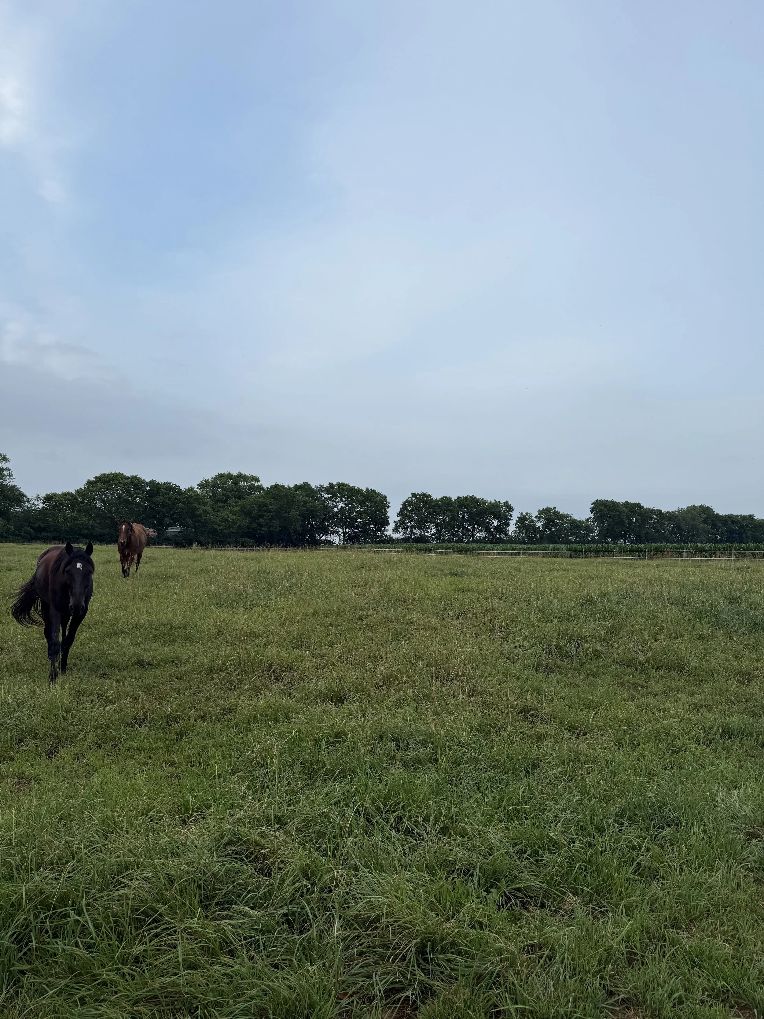 A grassy field with two horses grazing, trees in the background, and a partly cloudy sky overhead.