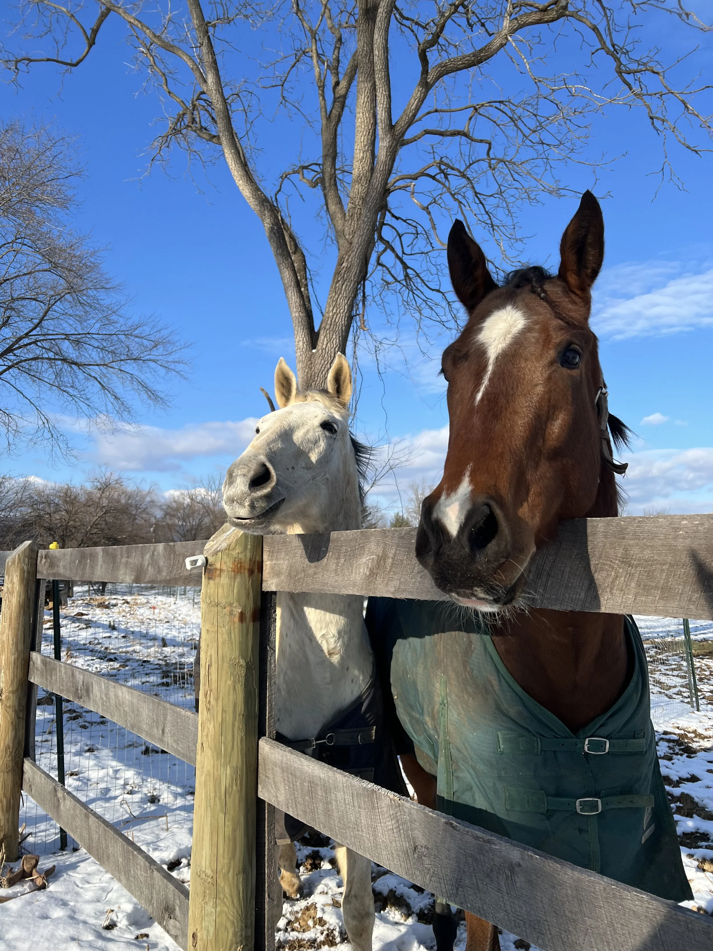 Two horses, one white and one brown, standing by a wooden fence on a snowy day with leafless trees and blue sky in the background.