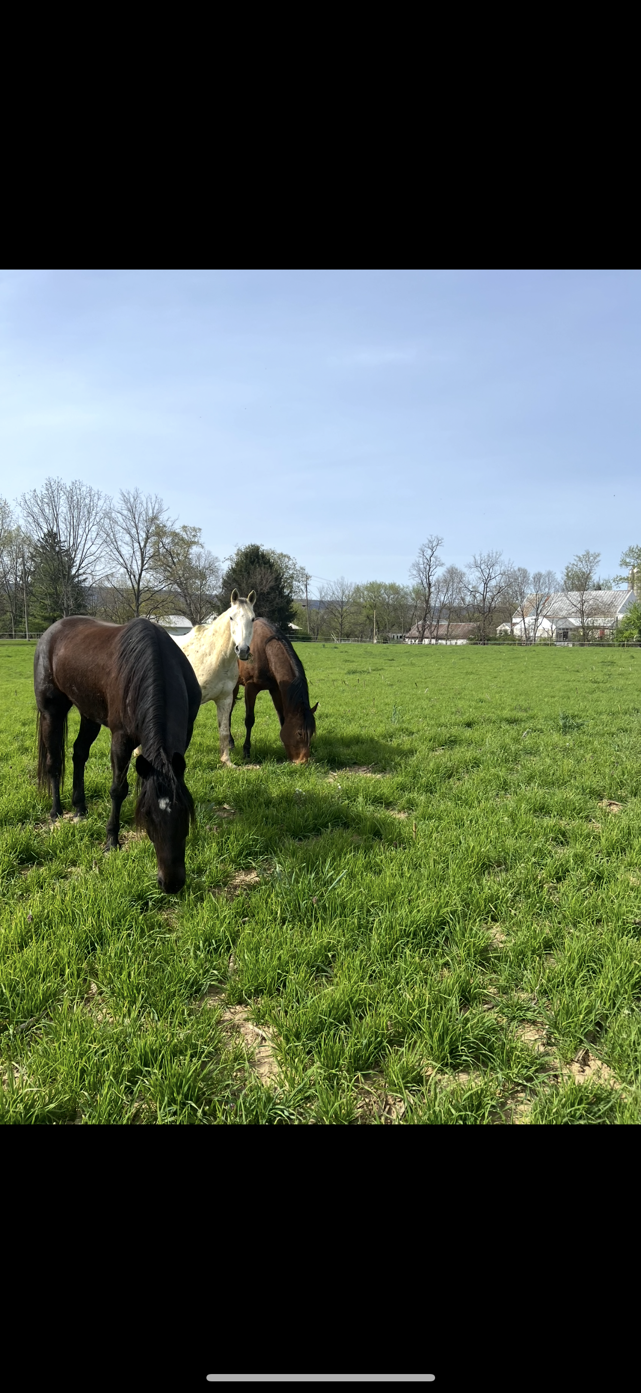 Three horses grazing on a green pasture with trees and houses in the background under a clear blue sky.