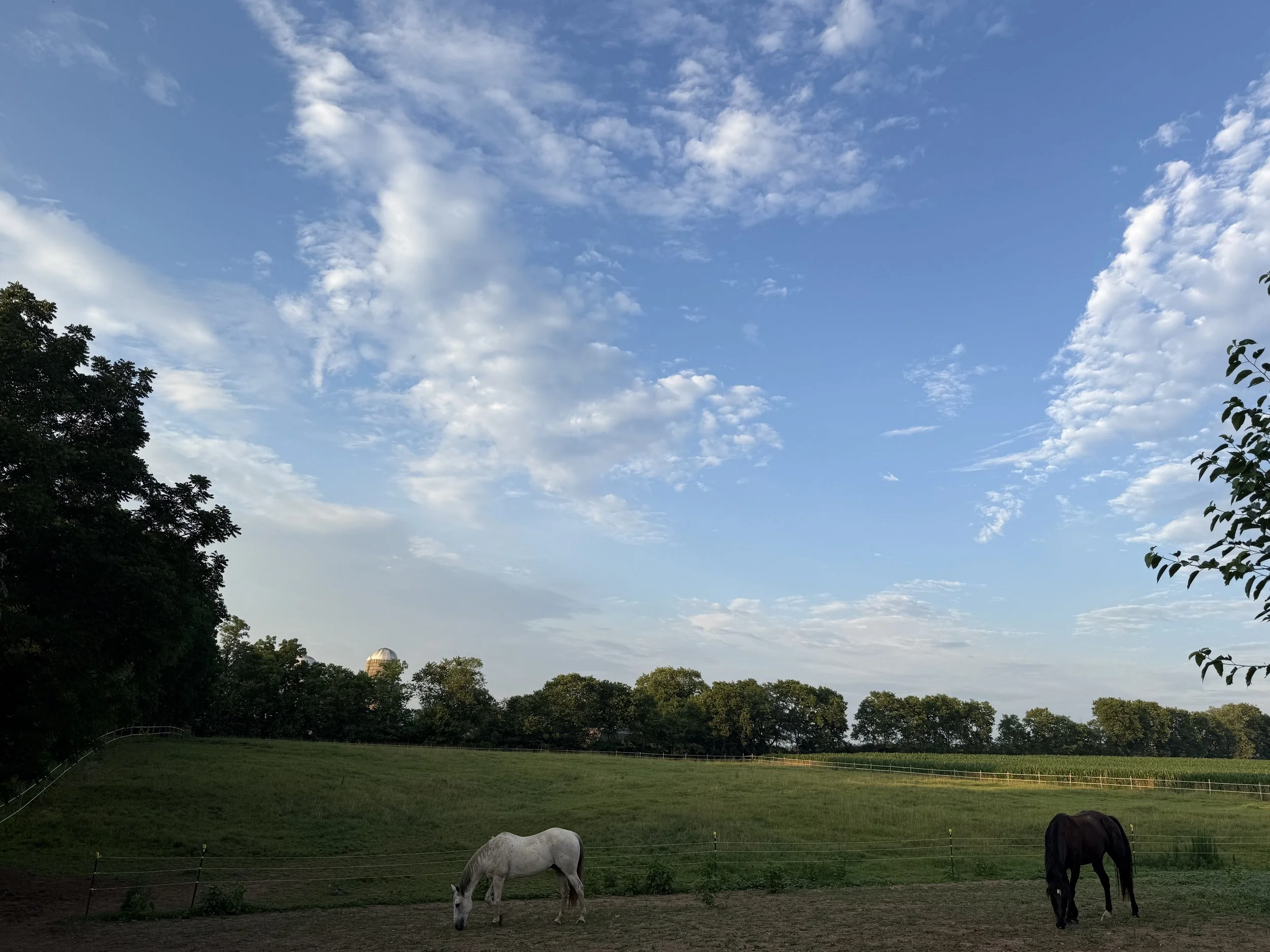 A scenic view of a grassy field with a few horses grazing, surrounded by trees under a partly cloudy sky.