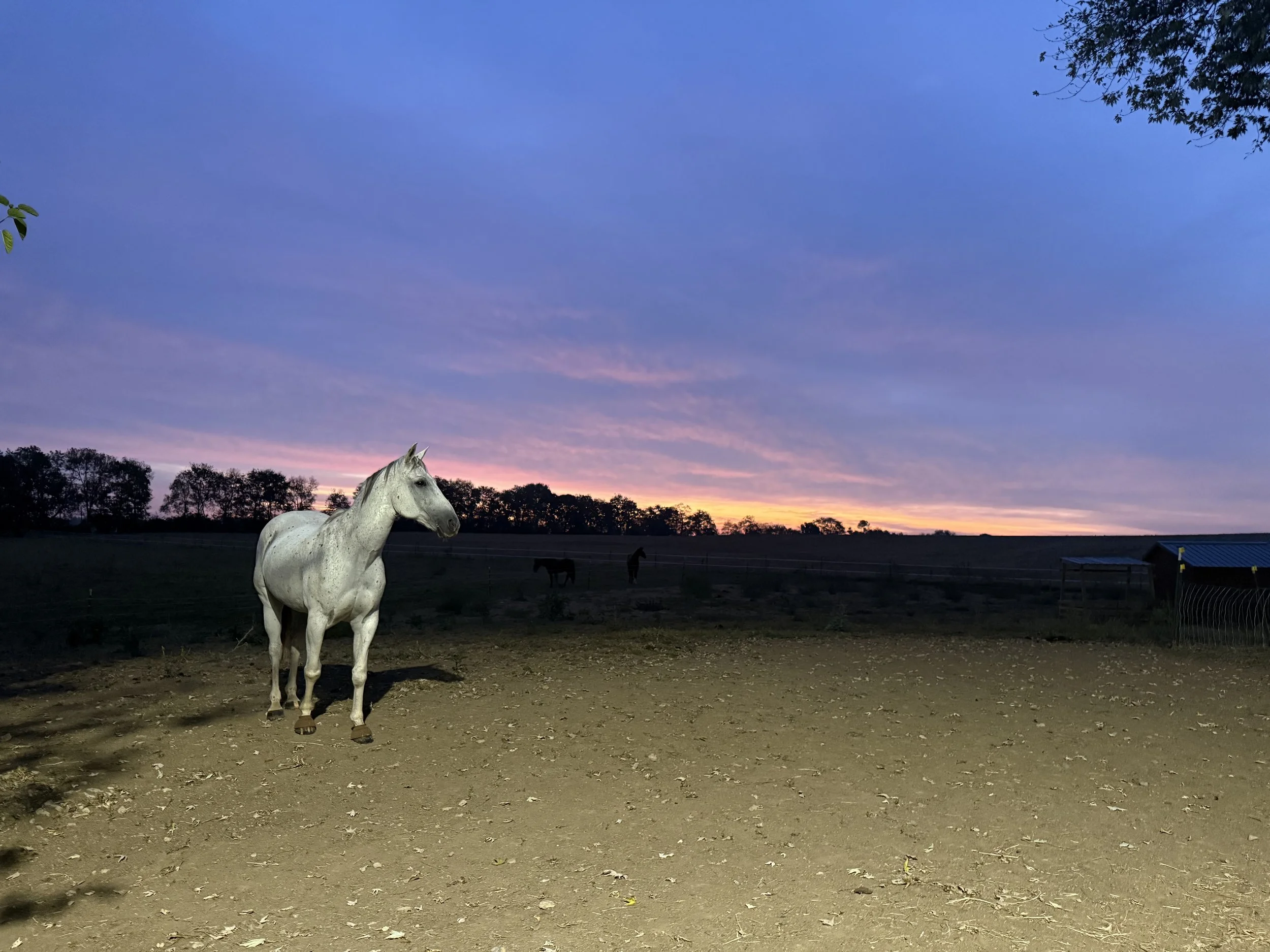 A white horse standing in a dirt paddock at dusk with trees in the background and a sunset sky.