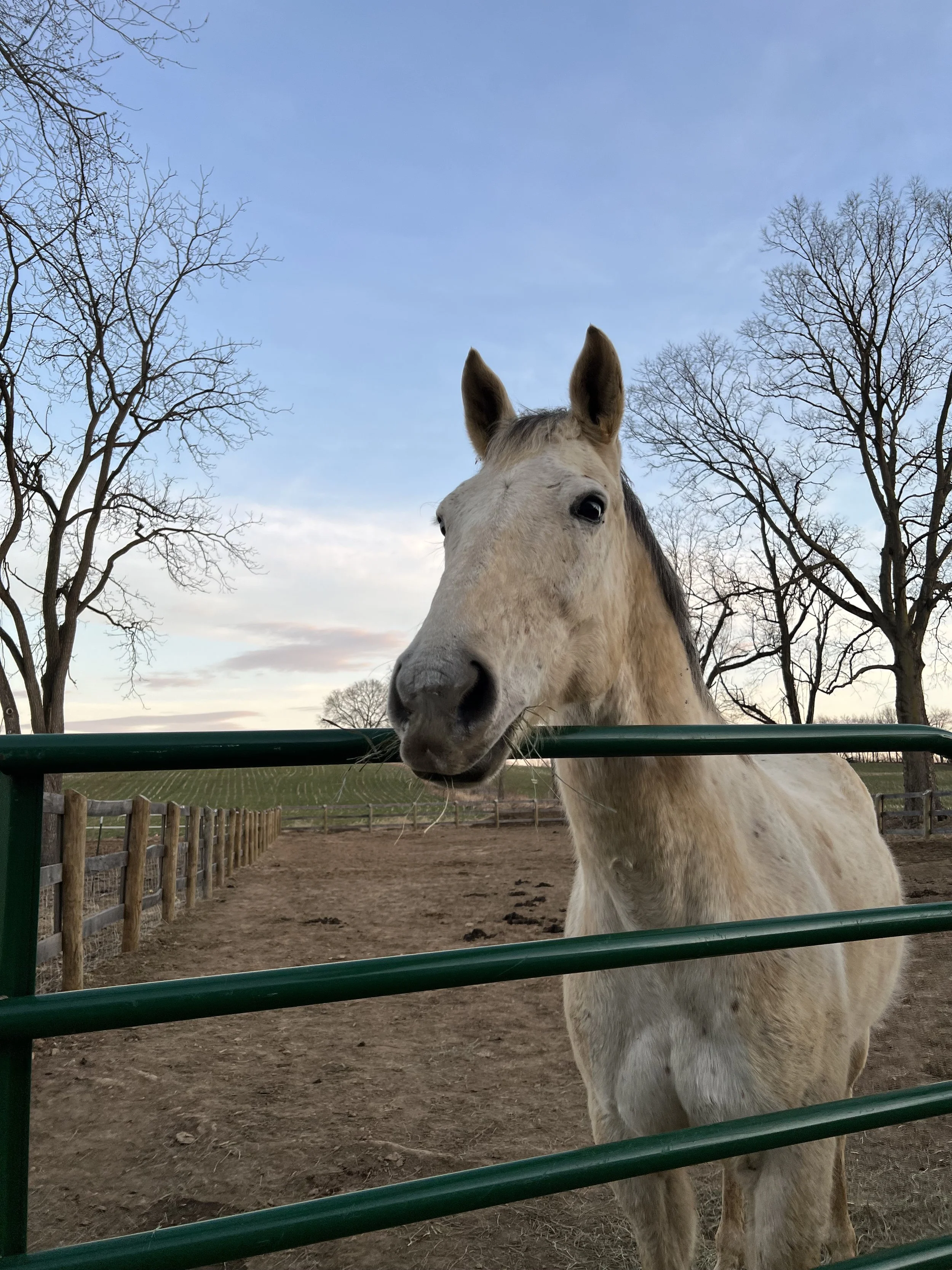 A light-colored horse with dark ears and eyes, leaning over a green fence on a farm or pasture, with leafless trees and a cloudy sky in the background.