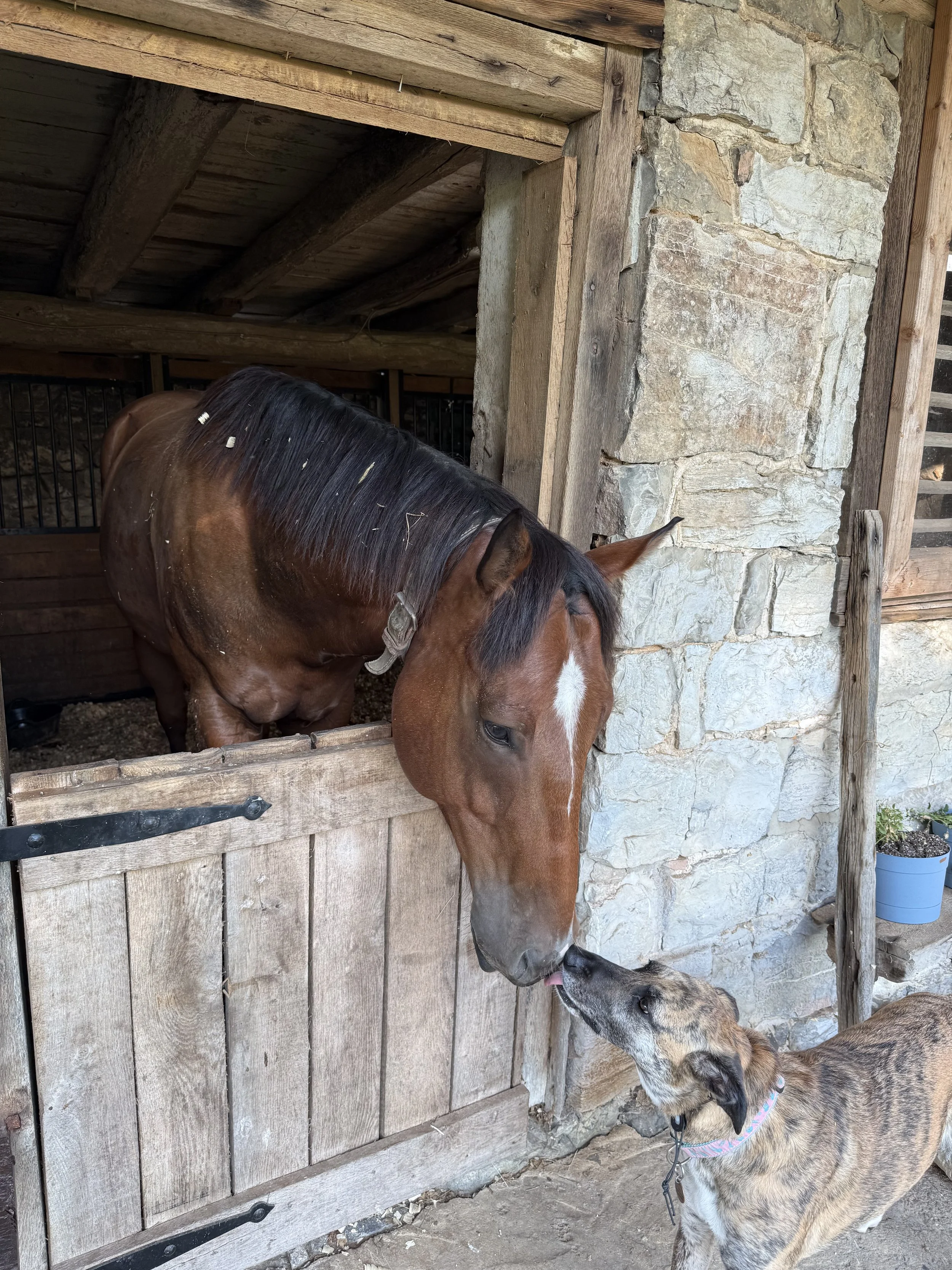 A brown horse with a black mane leaning over a wooden gate to nuzzle a gray and black dog standing outside. The horse is in a stall with wooden walls and a stone wall outside. The dog is on a leash and appears to be enjoying the interaction.