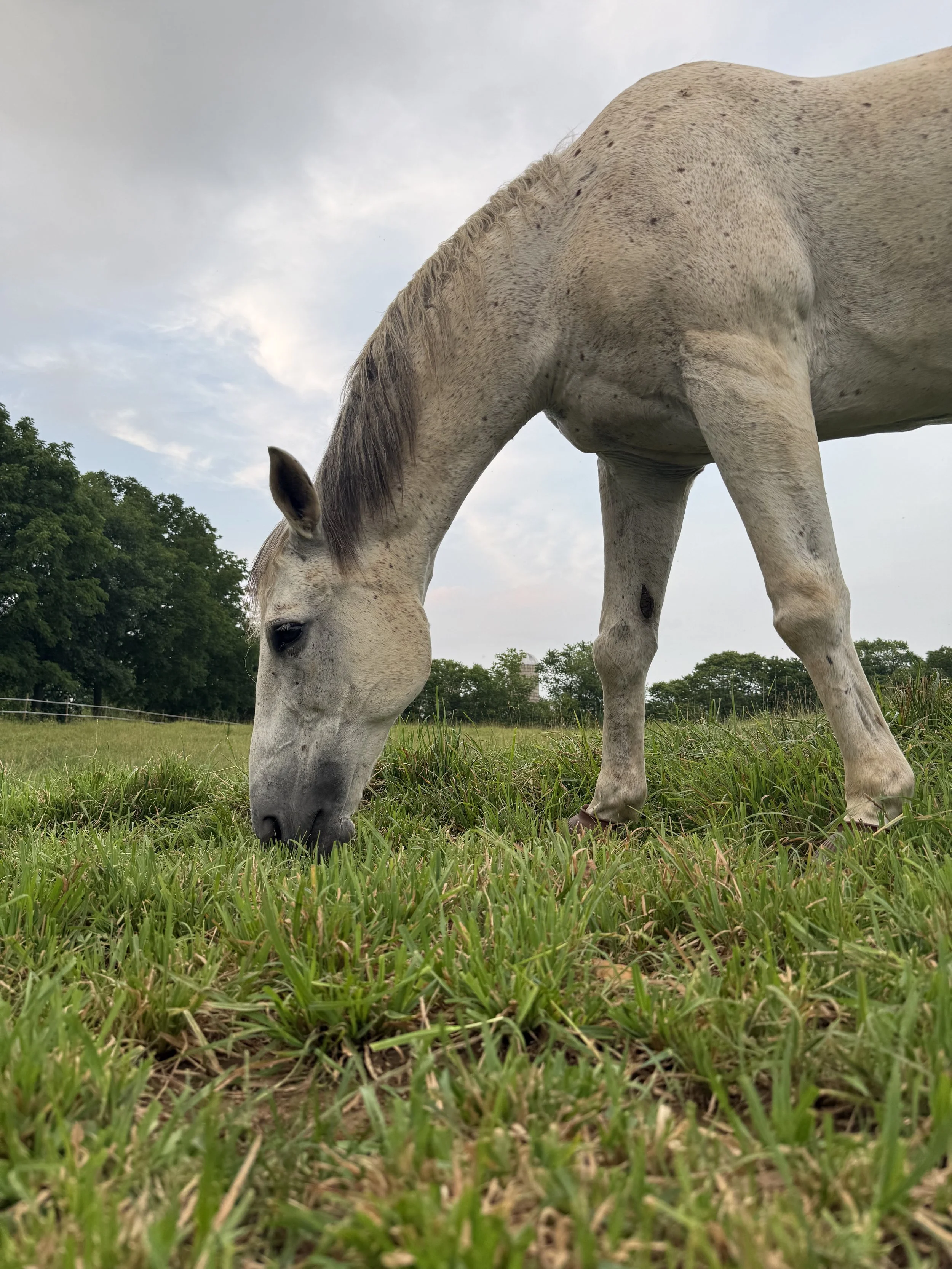 A white horse with black spots grazing on green grass in a field under a cloudy sky.