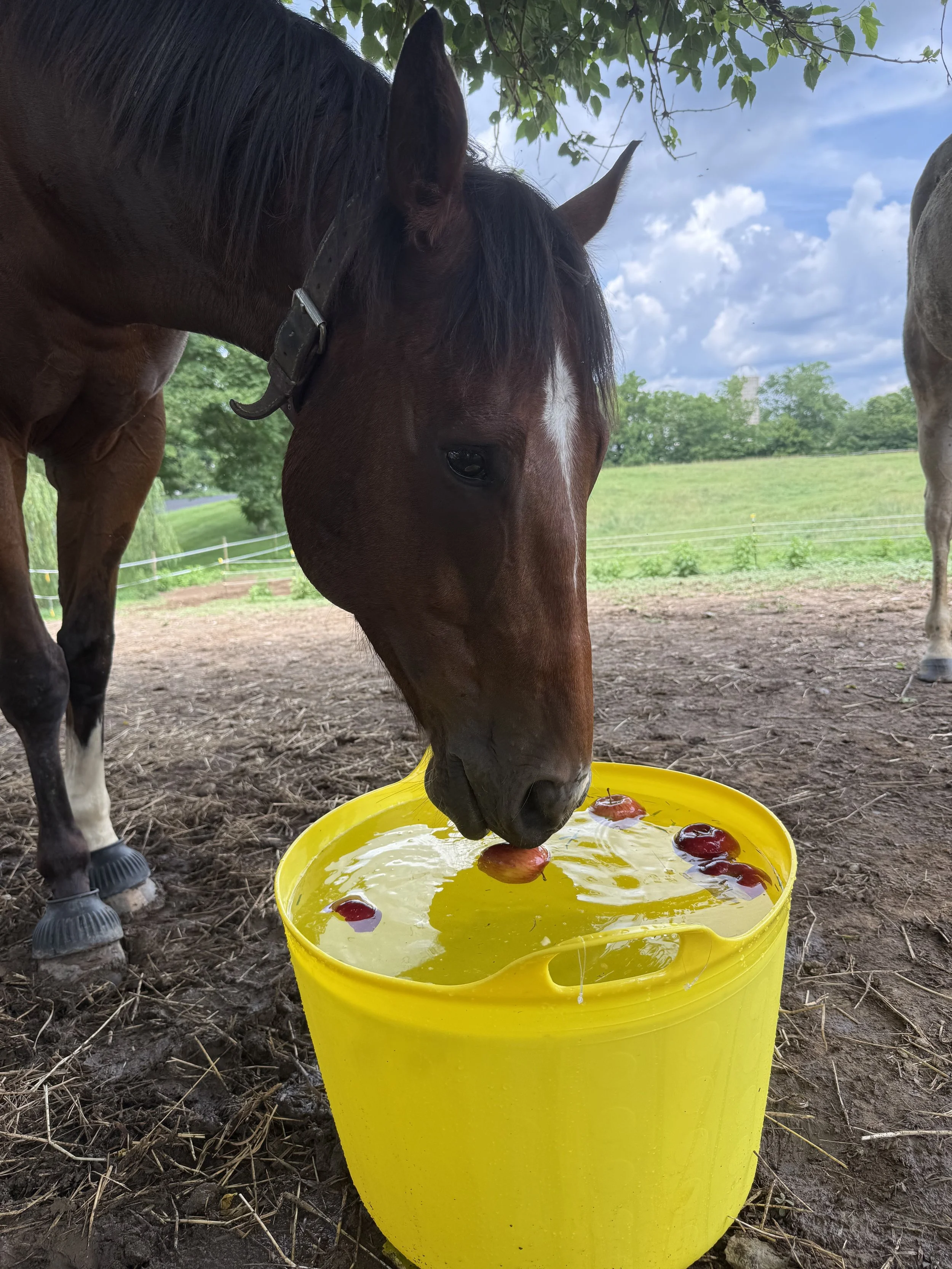 A brown horse with a black mane and a white star-shaped marking on its face is drinking water from a yellow bucket. The horse is outside on a dirt ground with green trees and a blue sky with clouds in the background.
