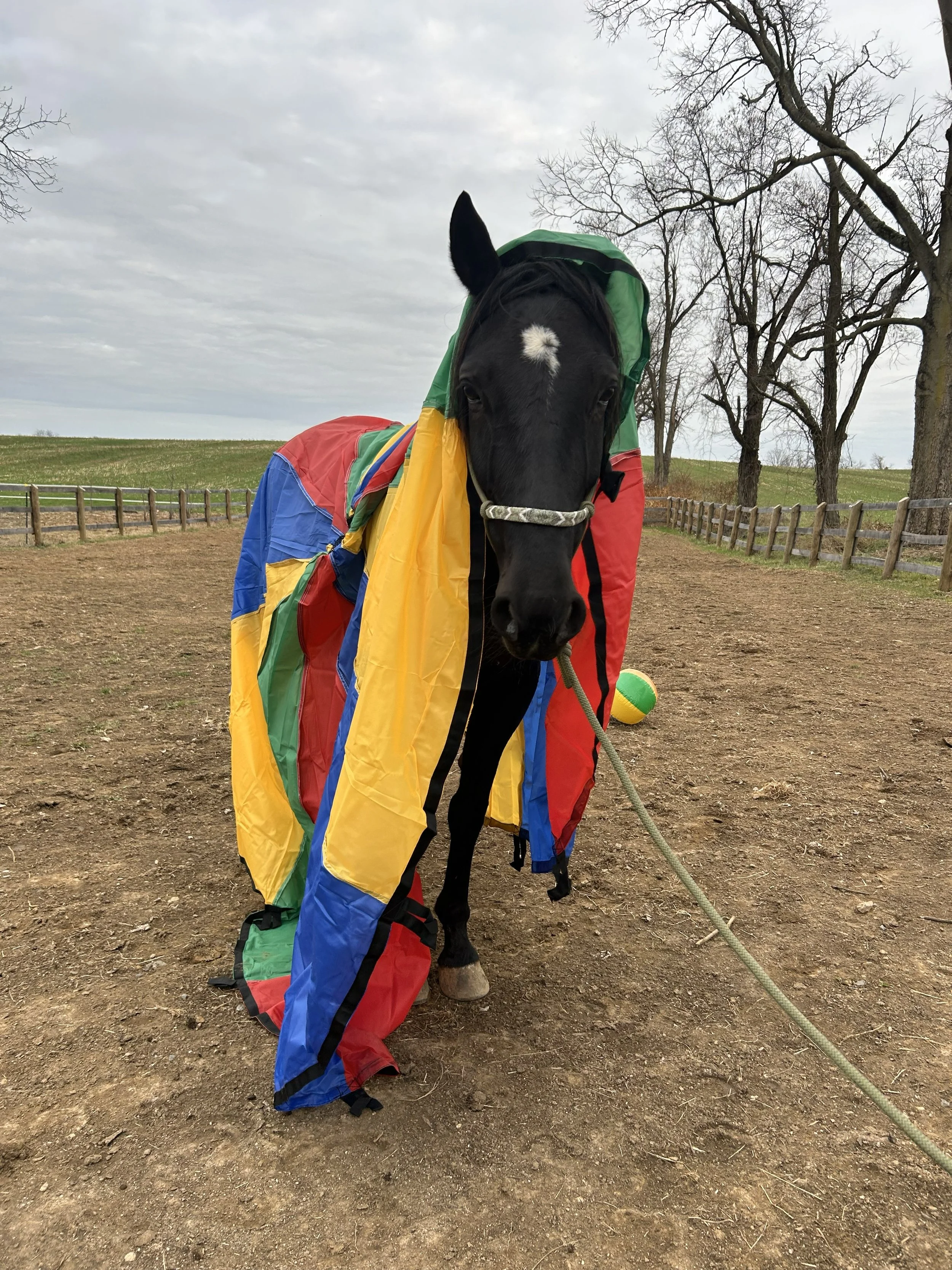 A black horse wearing a multicolored parachute-like fabric draped over it, standing outdoors on dirt ground with a cloudy sky and leafless trees in the background.
