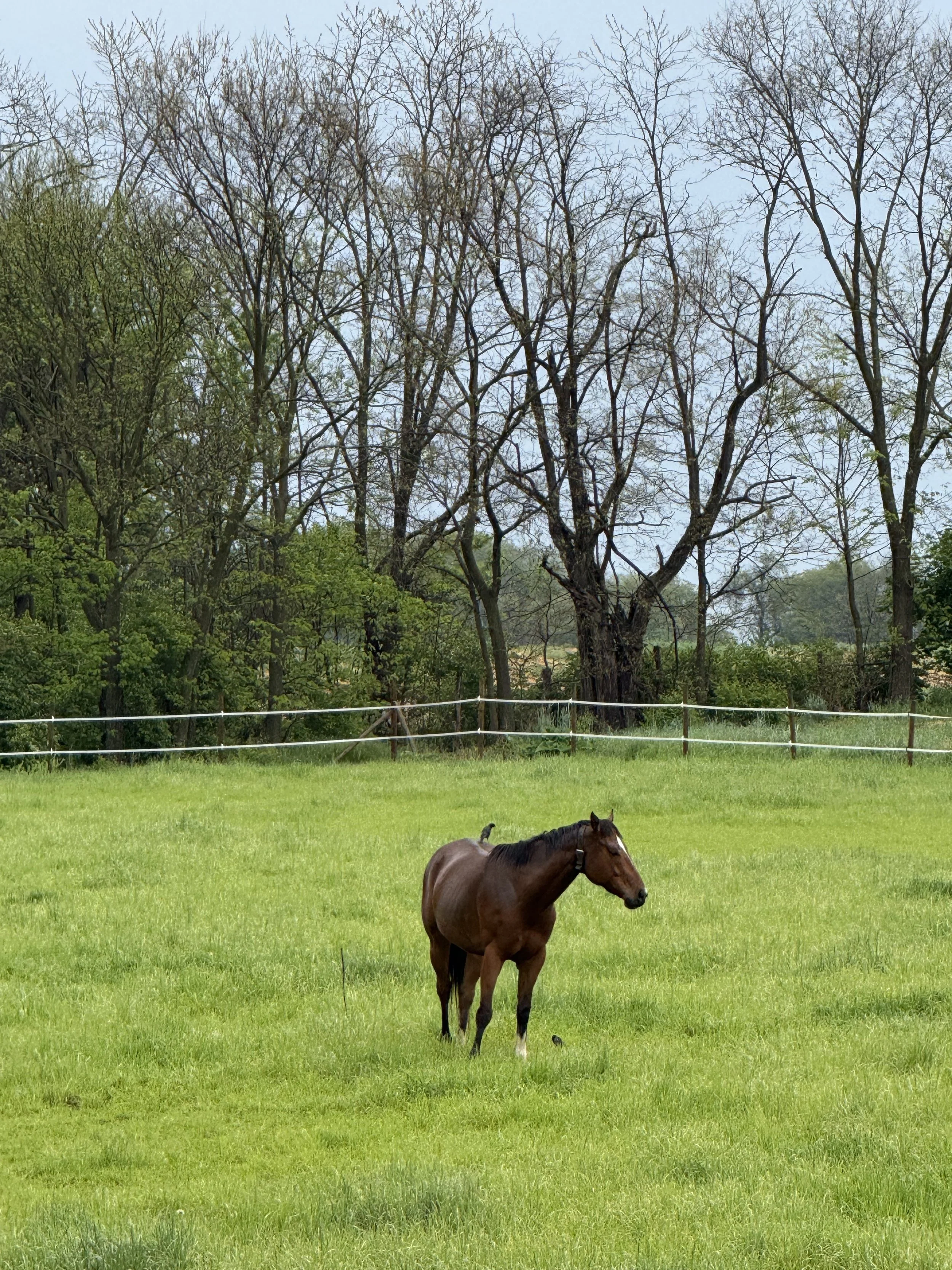 A brown horse standing in a lush green field with a white fence, trees with sparse branches, and a cloudy sky in the background.