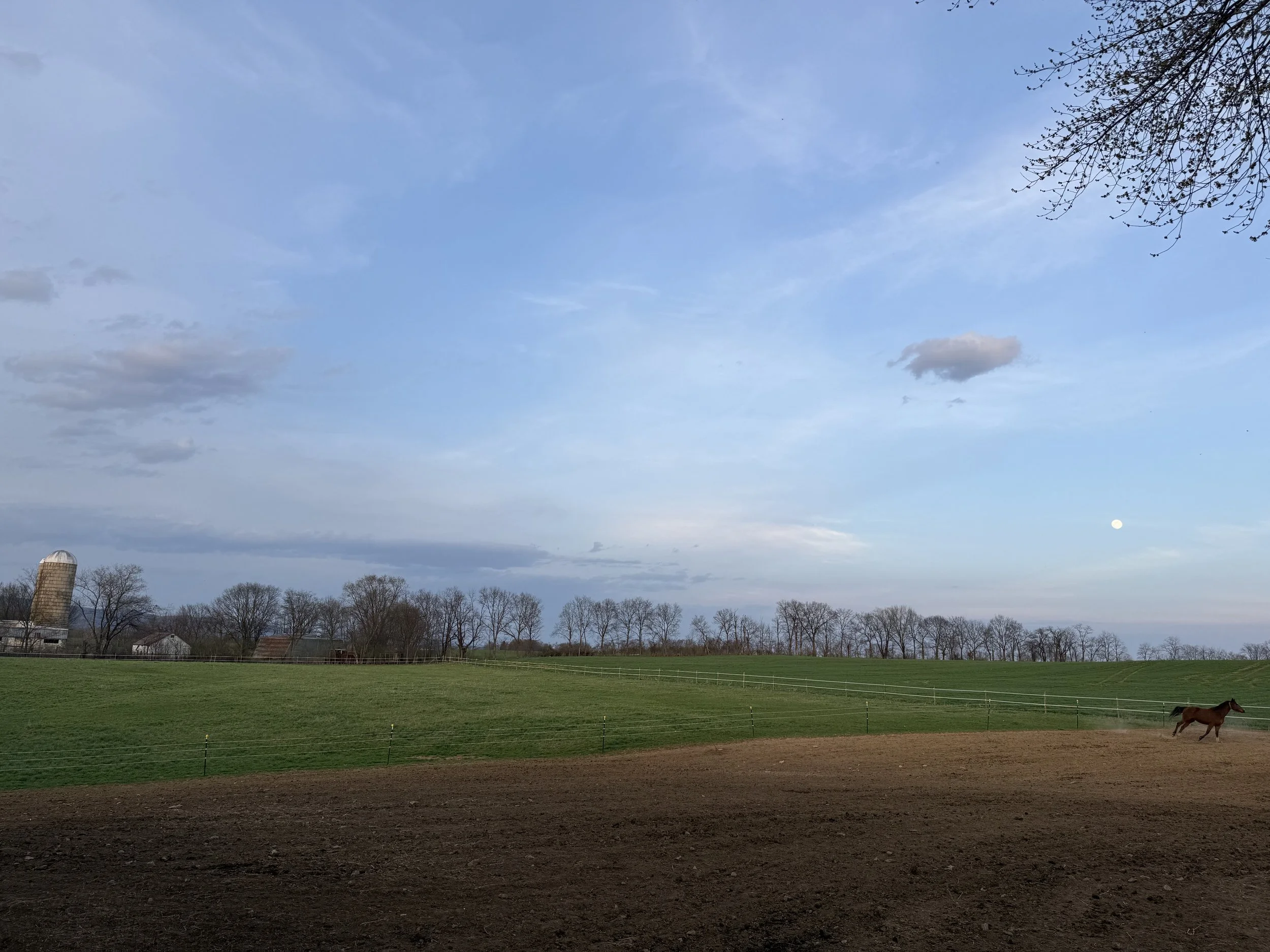 A rural landscape with a wide open green field, a line of trees in the background, a clear blue sky with some clouds, and a small horse running in the field.