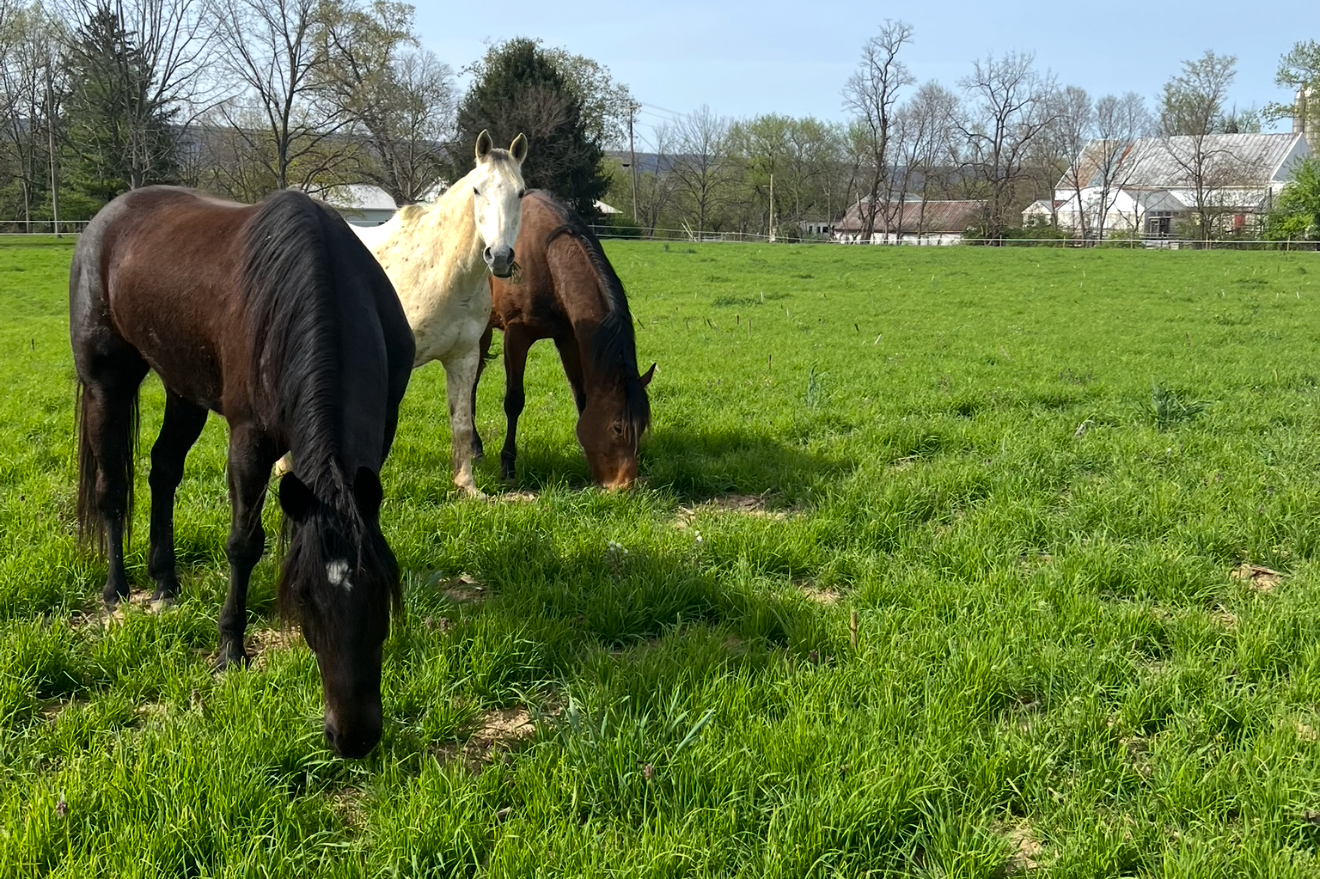 Three horses grazing on a lush green field with trees and houses in the background.