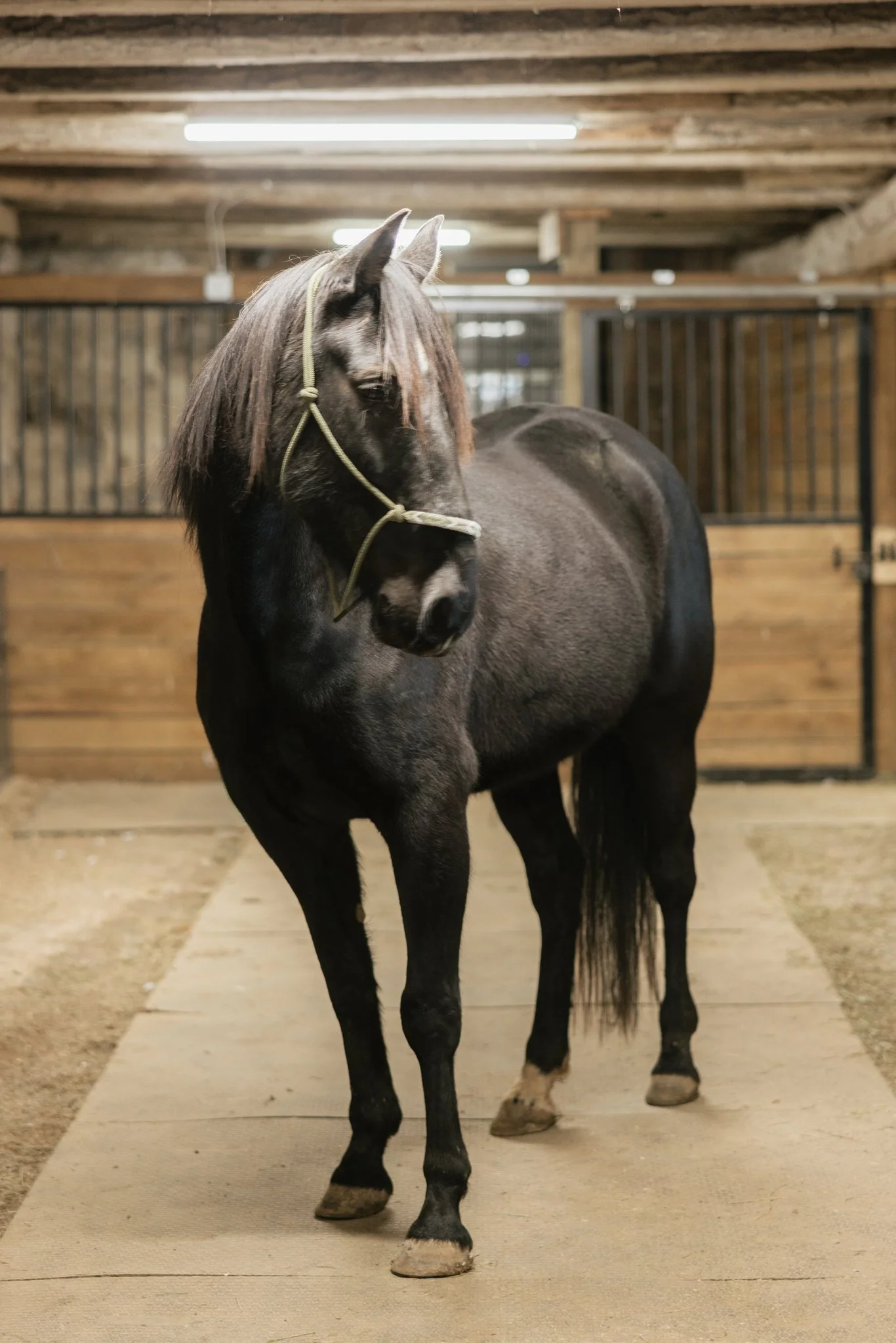 A black horse with a white stripe on its face and white markings on its legs, standing inside a wooden stable with metal bars and overhead fluorescent lights.