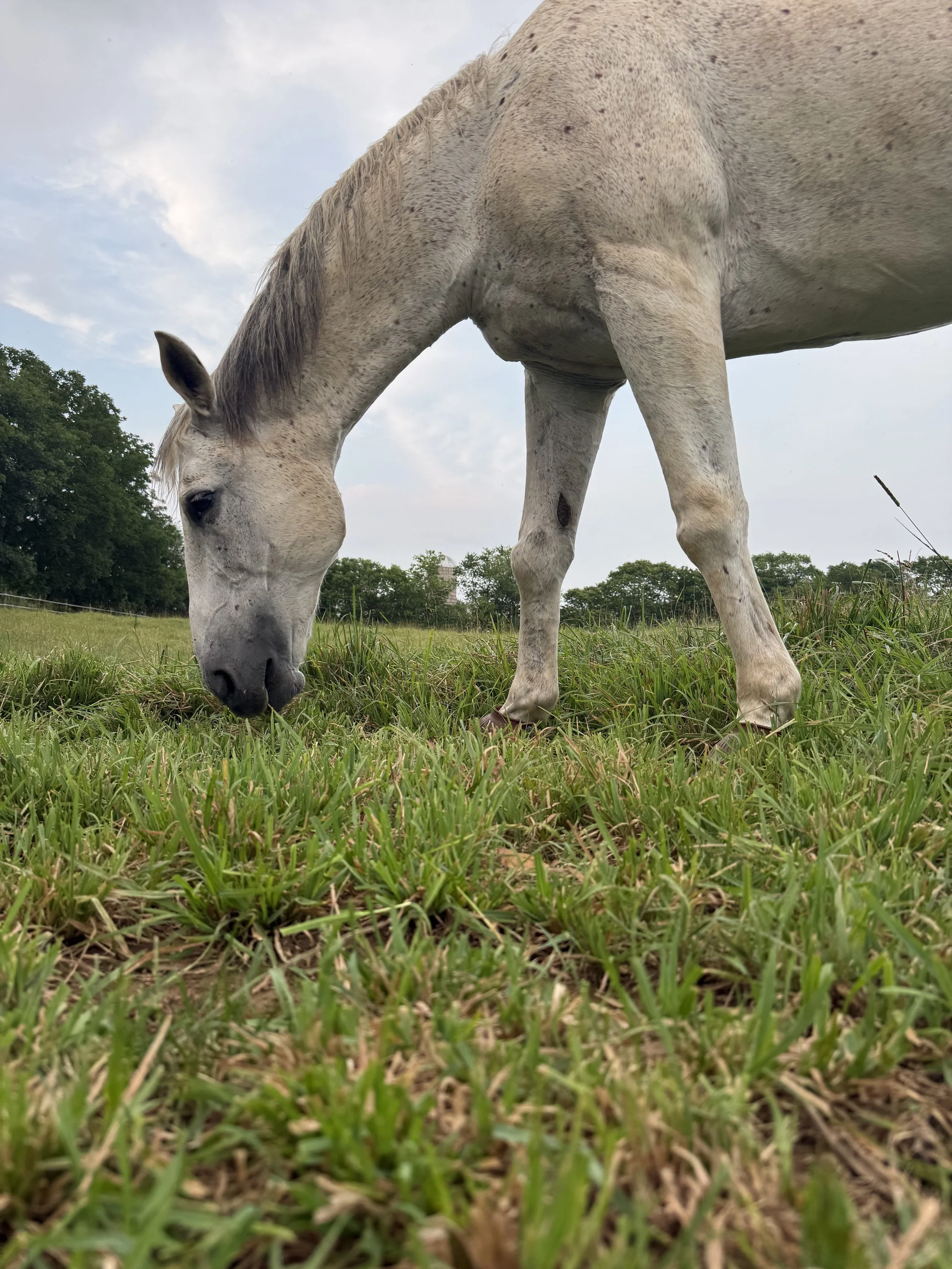 A white horse grazing on green grass in an open field with trees and a cloudy sky in the background.