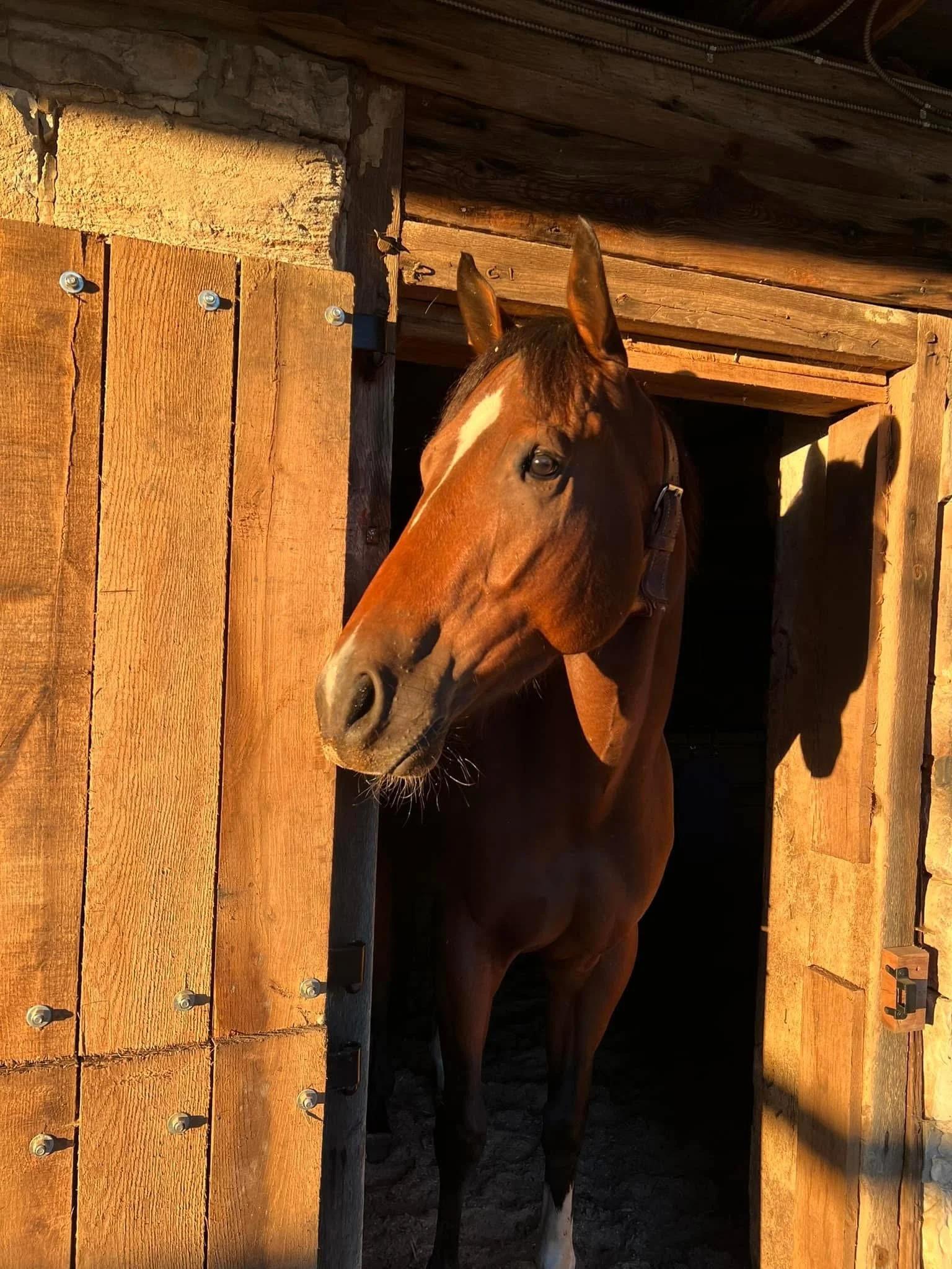 A brown horse with a white stripe on its face peeks out from a wooden stable door, sunlight illuminating its head.