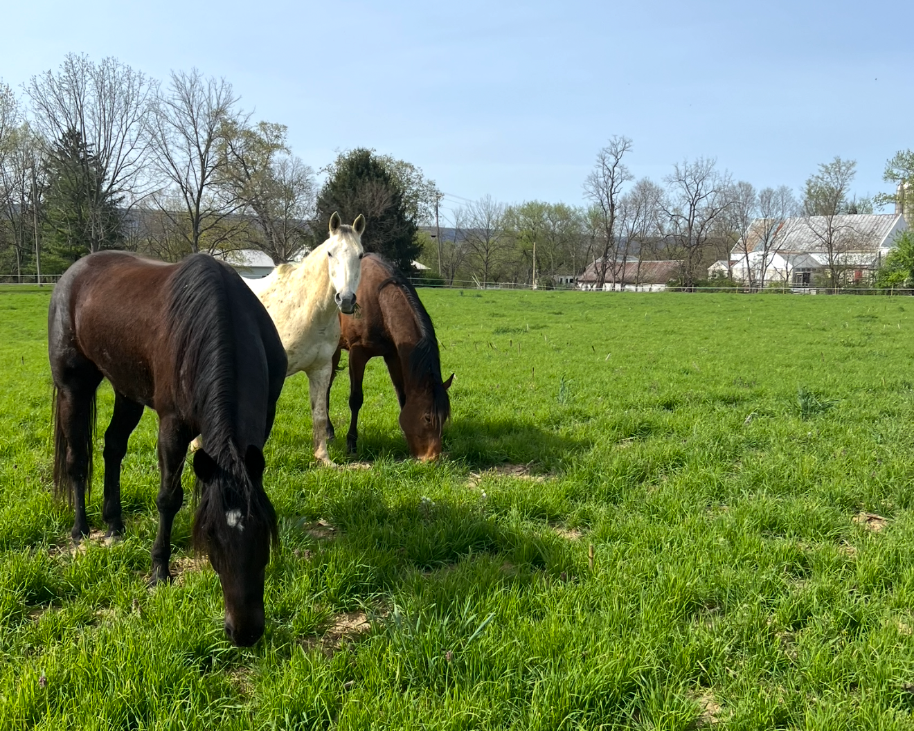 Three horses grazing in a green pasture with trees and houses in the background on a sunny day.